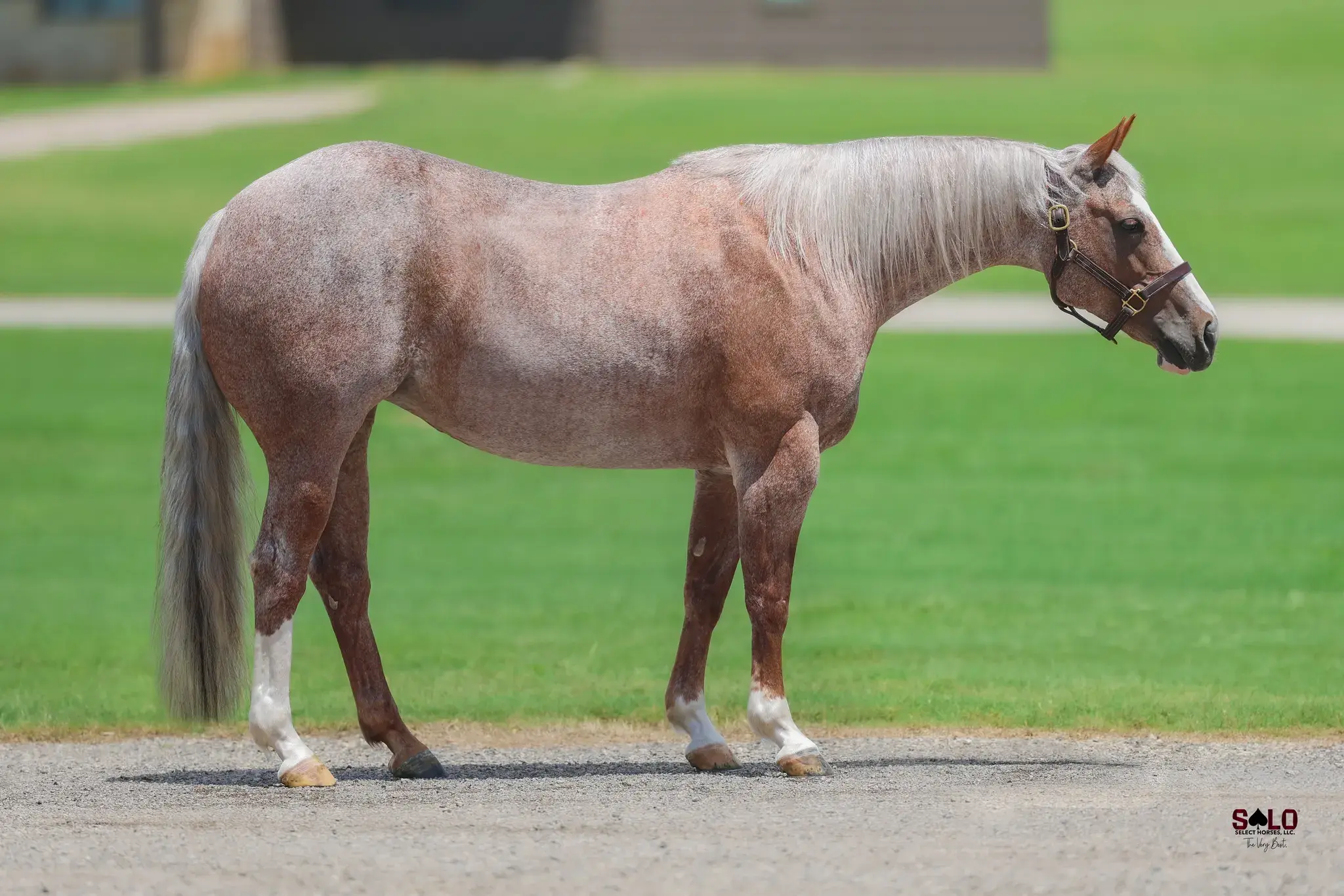 Luminnous, a 2017 red roan donor mare in the Select Genes ICSI embryo program at Solo Select Horses