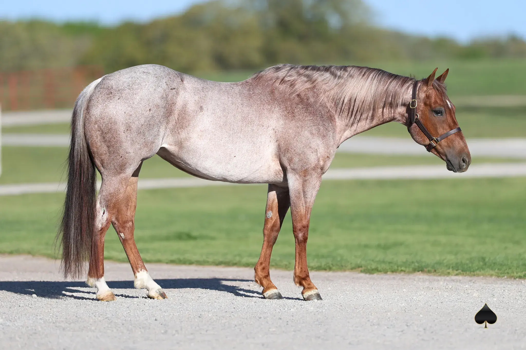Lizzys Chromed Kitty, a 2017 red roan donor mare in the Select Genes ICSI embryo program at Solo Select Horses
