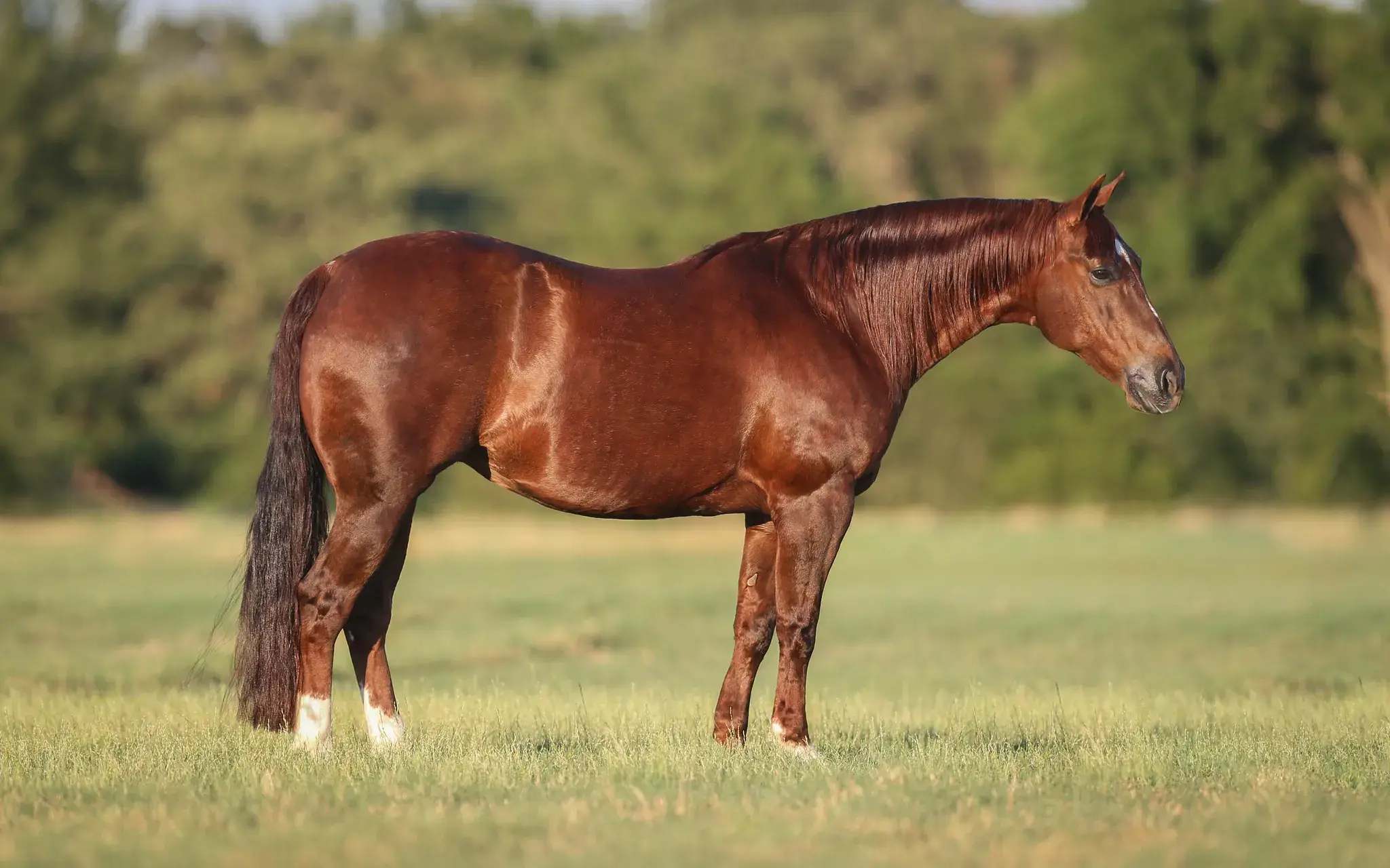Metallicat, a 2011 sorrel donor mare in the Select Genes ICSI embryo program at Solo Select Horses