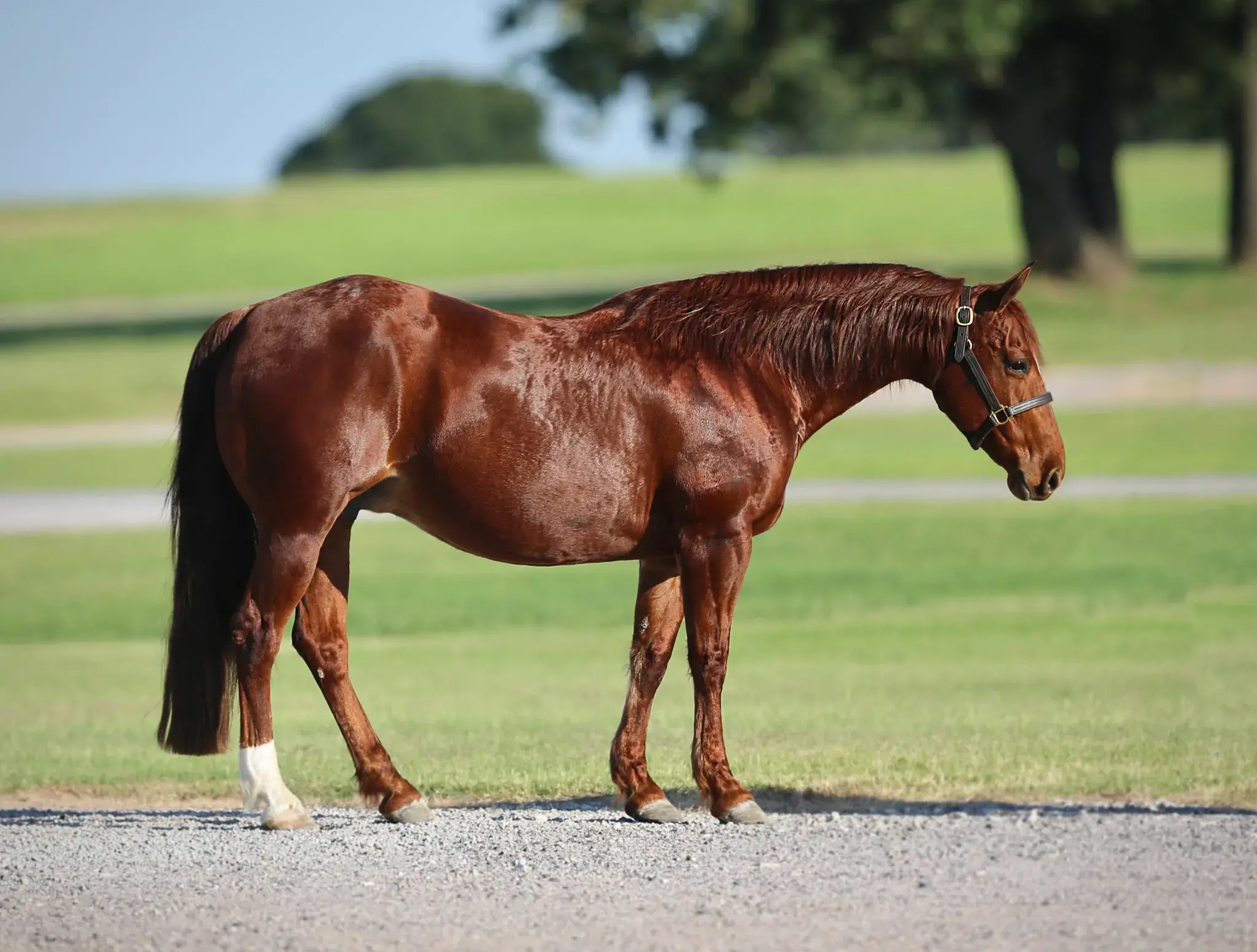 RPL Ich This, a 2007 sorrel donor mare in the Select Genes ICSI embryo program at Solo Select Horses