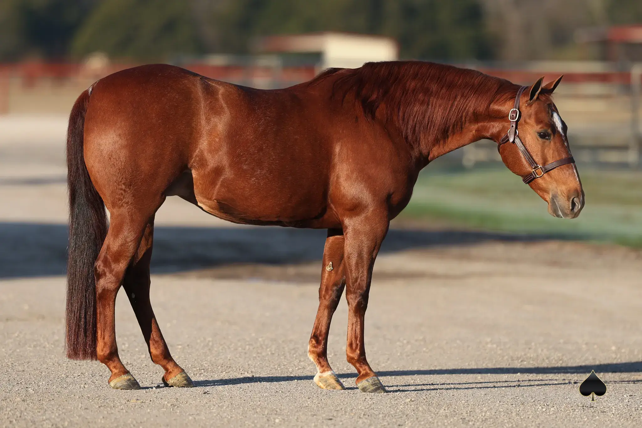 Reyal Money, a 2011 sorrel donor mare in the Select Genes ICSI embryo program at Solo Select Horses