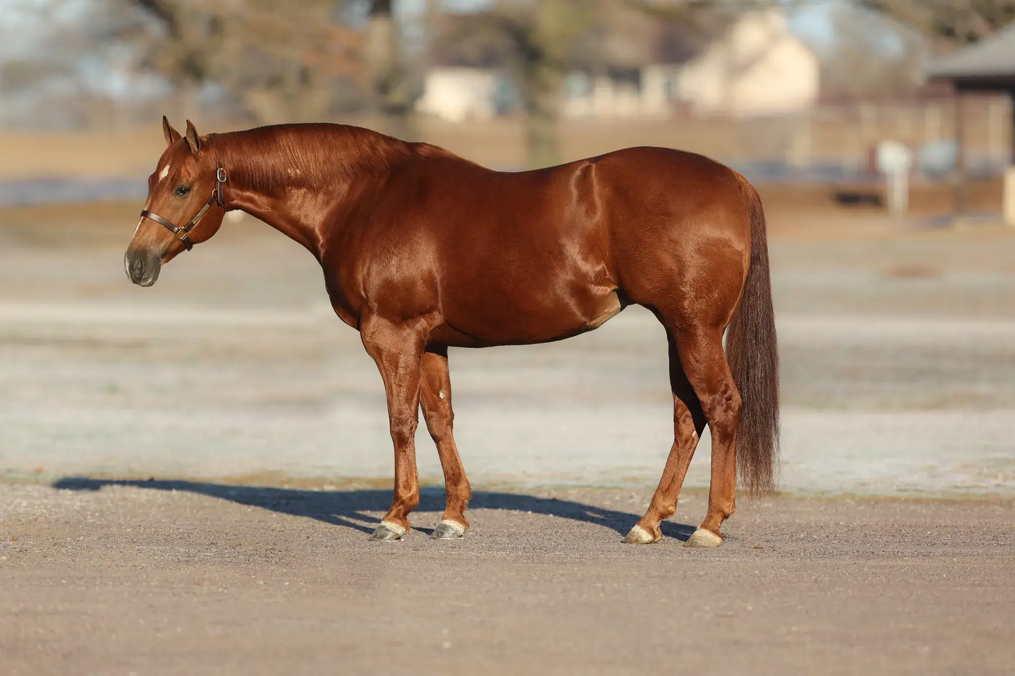 Runawayheart, a 2012 sorrel donor mare in the Select Genes ICSI embryo program at Solo Select Horses