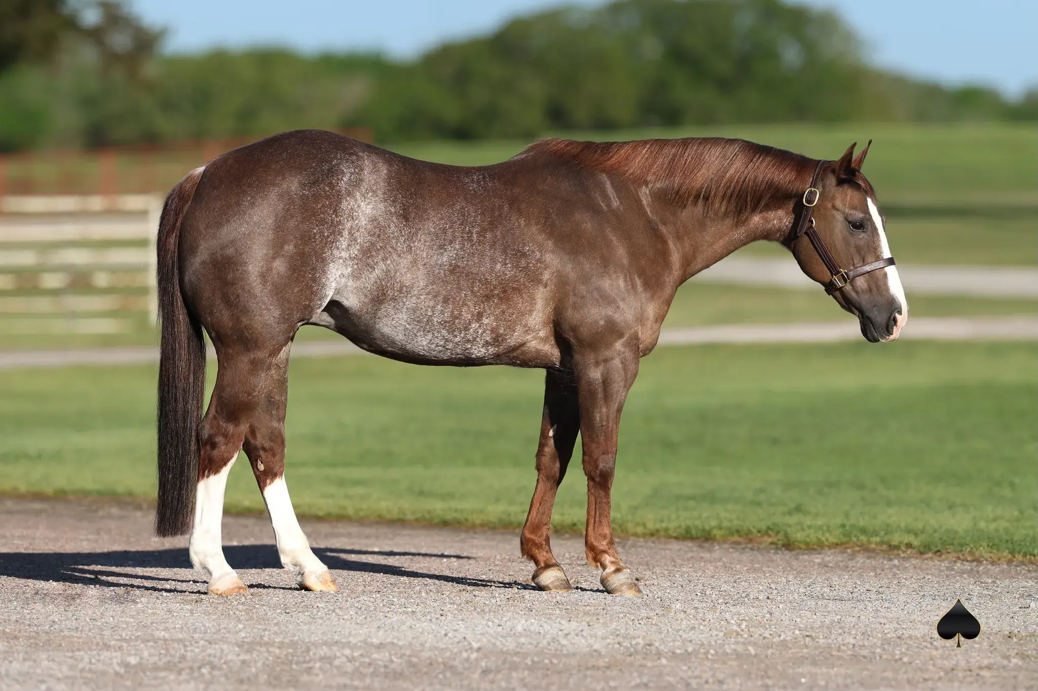 Smart Kitty RG, a 2005 sorrel donor mare in the Select Genes ICSI embryo program at Solo Select Horses