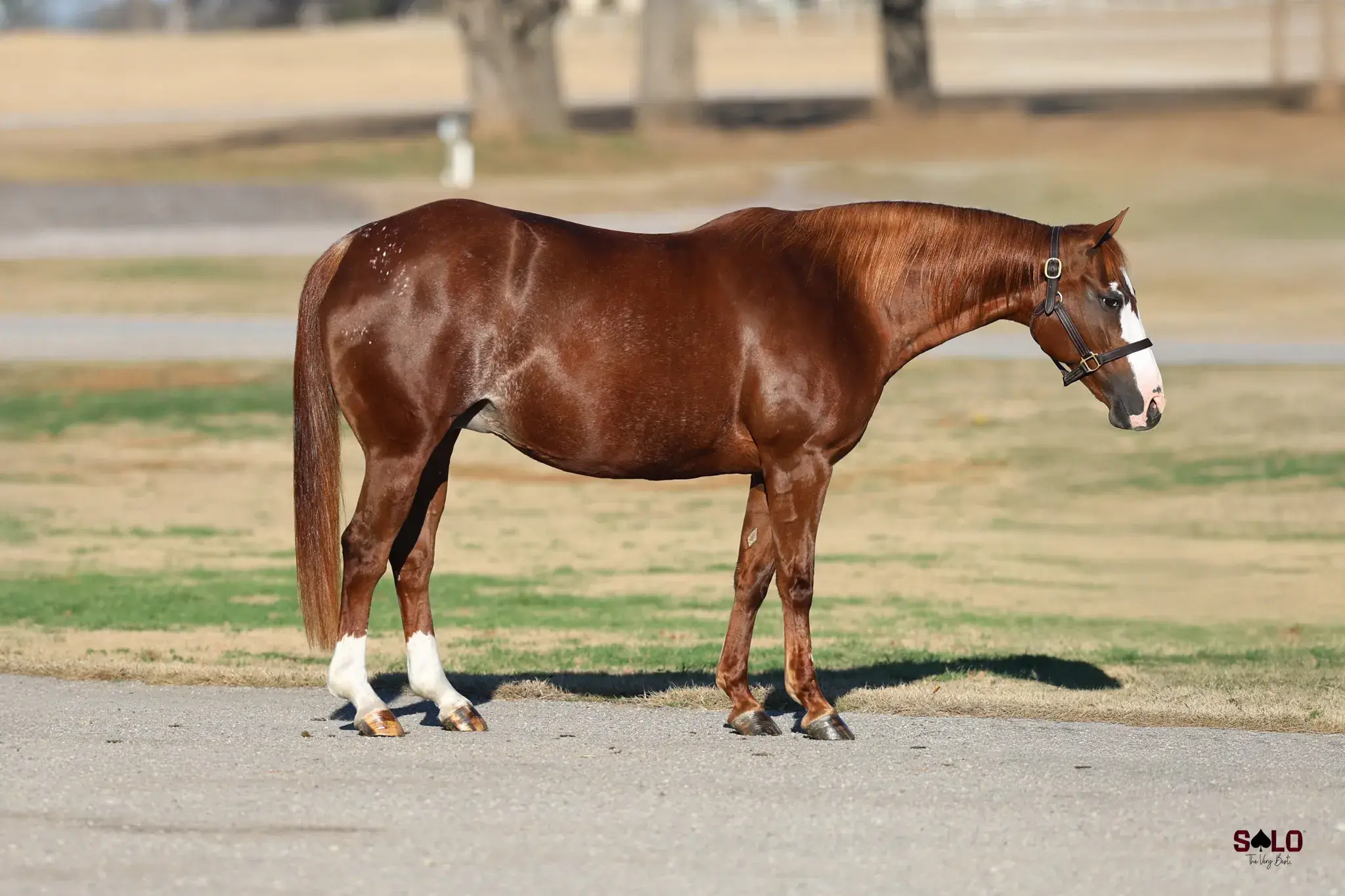 Quintessential High, a donor mare in the Select Genes ICSI embryo program at Solo Select Horses