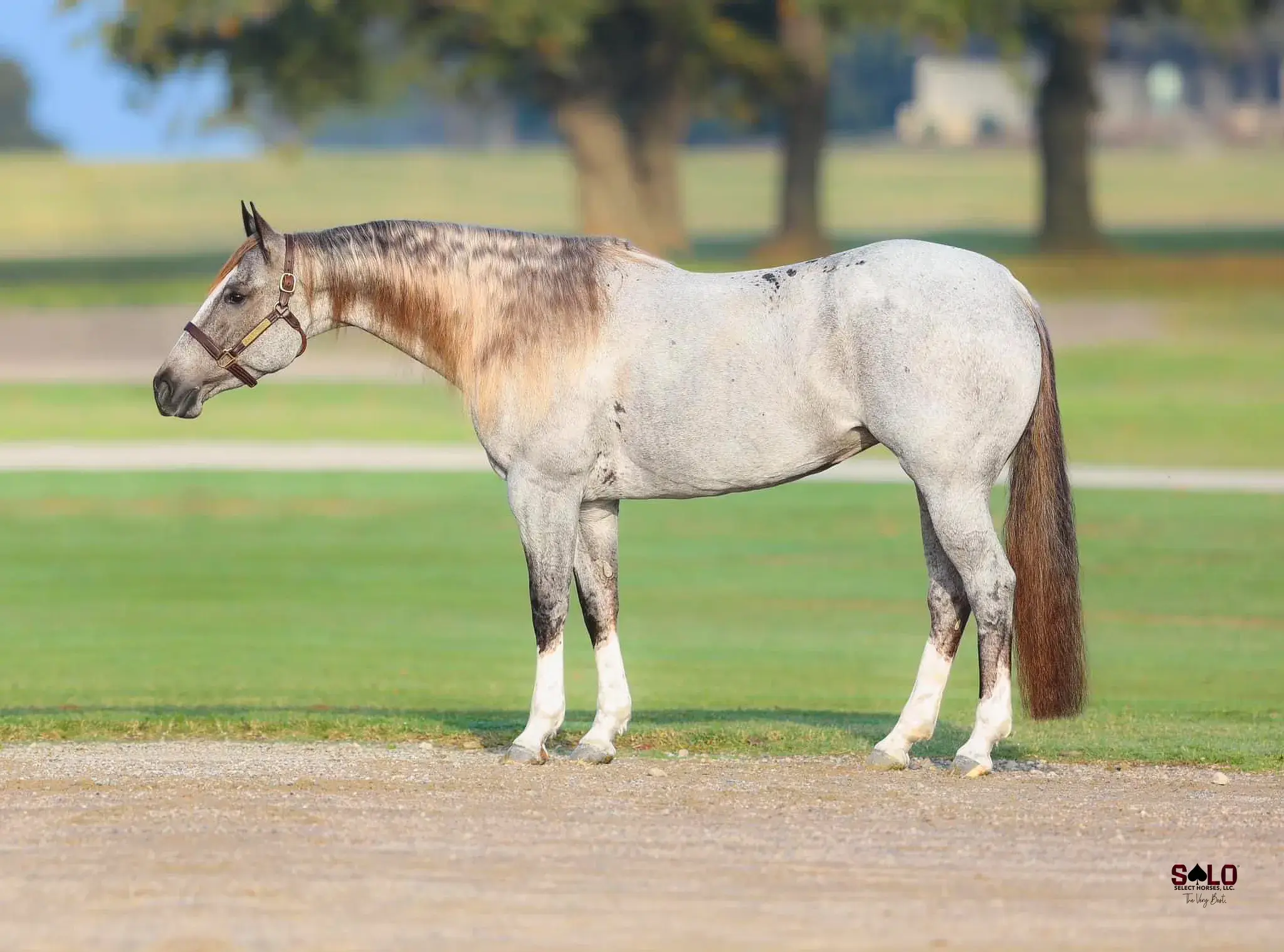 Relentless Glory, a 2017 red roan donor mare in the Select Genes ICSI embryo program at Solo Select Horses