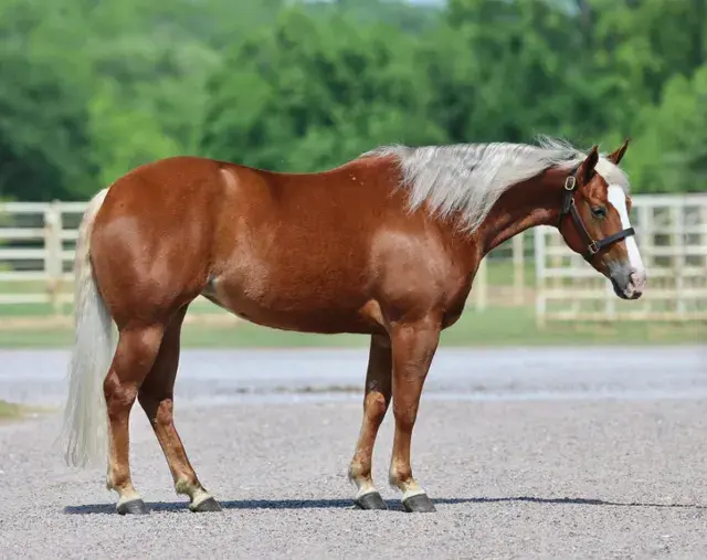 Shiners Tuff Chic, a donor mare in the Select Genes ICSI embryo program at Solo Select Horses