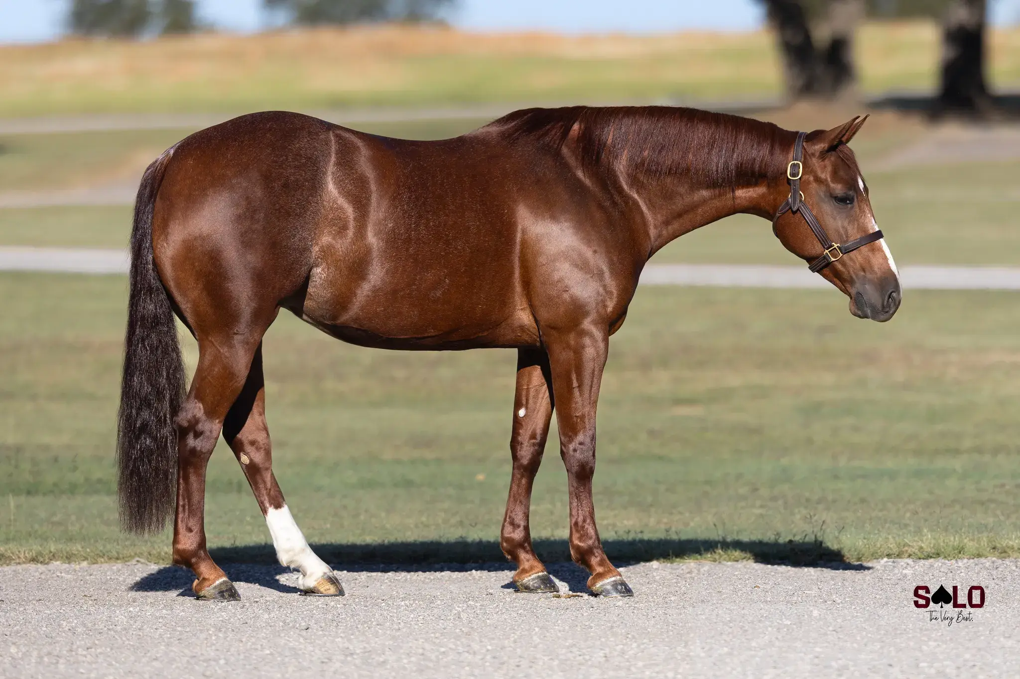 Sho Boat, a 2019 sorrel donor mare in the Select Genes ICSI embryo program at Solo Select Horses