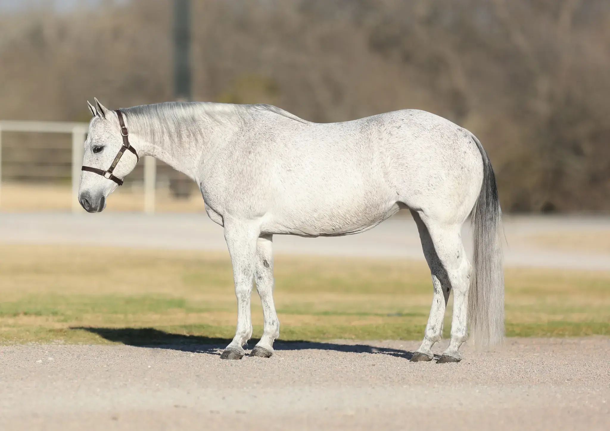ARC Ruby Playgunia, a 2006 gray donor mare in the Select Genes ICSI embryo program at Solo Select Horses