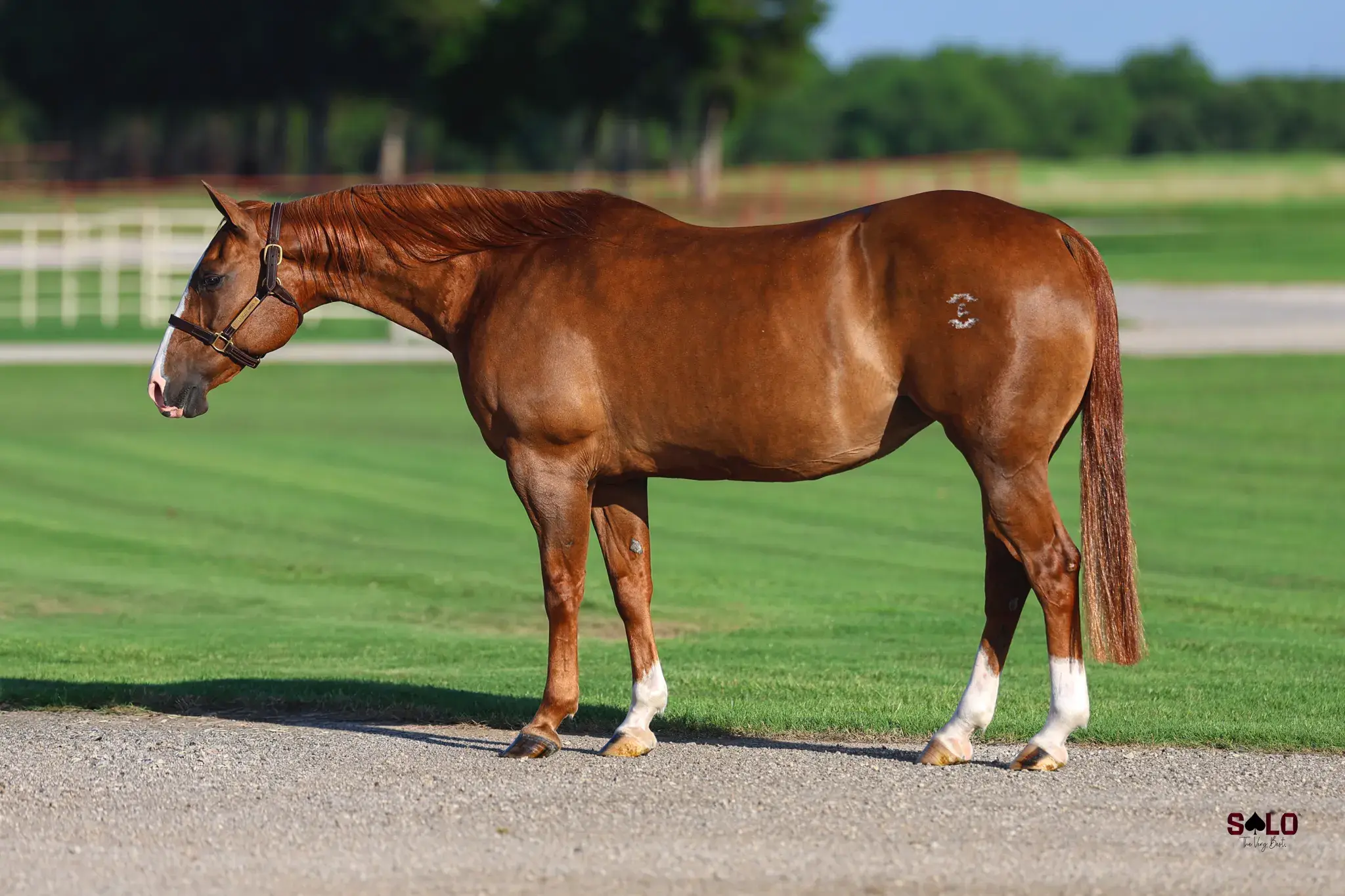 Creedence Clearwater, a 2009 sorrel donor mare in the Select Genes ICSI embryo program at Solo Select Horses