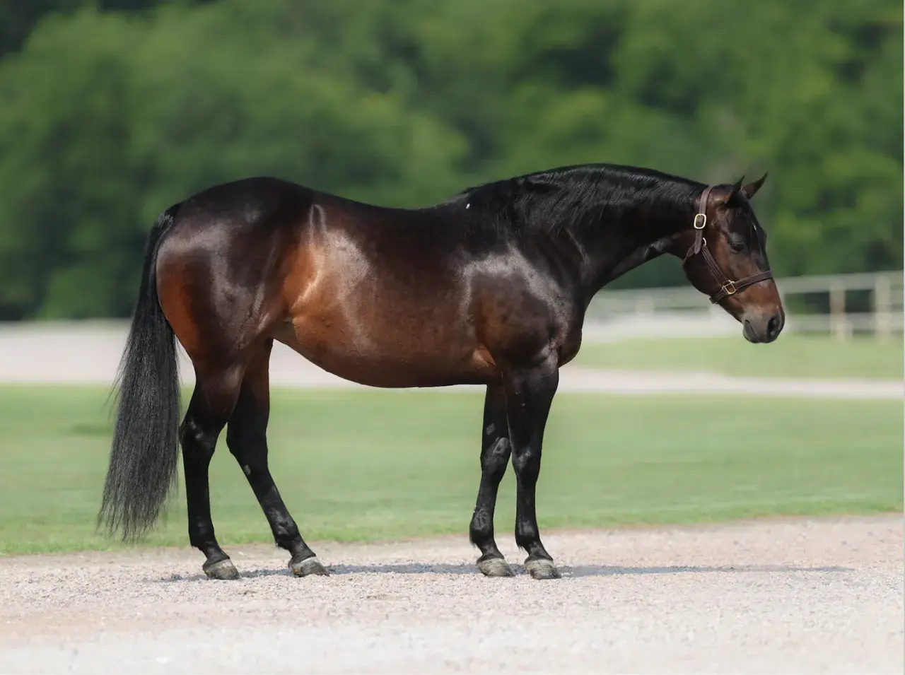 J Lows Glo, a 2013 bay donor mare in the Select Genes ICSI embryo program at Solo Select Horses