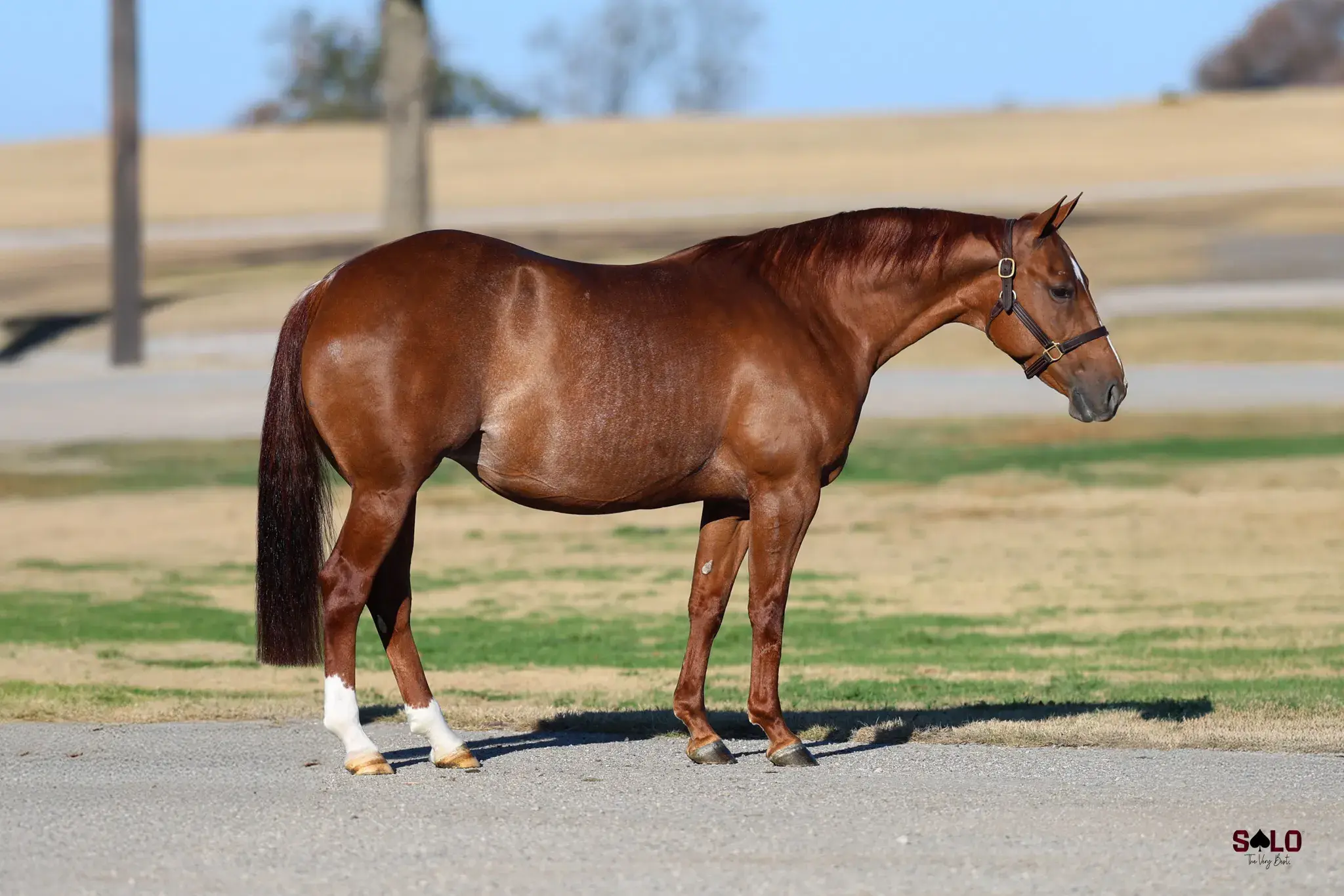 The Cat Doctress, a 2015 sorrel donor mare in the Select Genes ICSI embryo program at Solo Select Horses