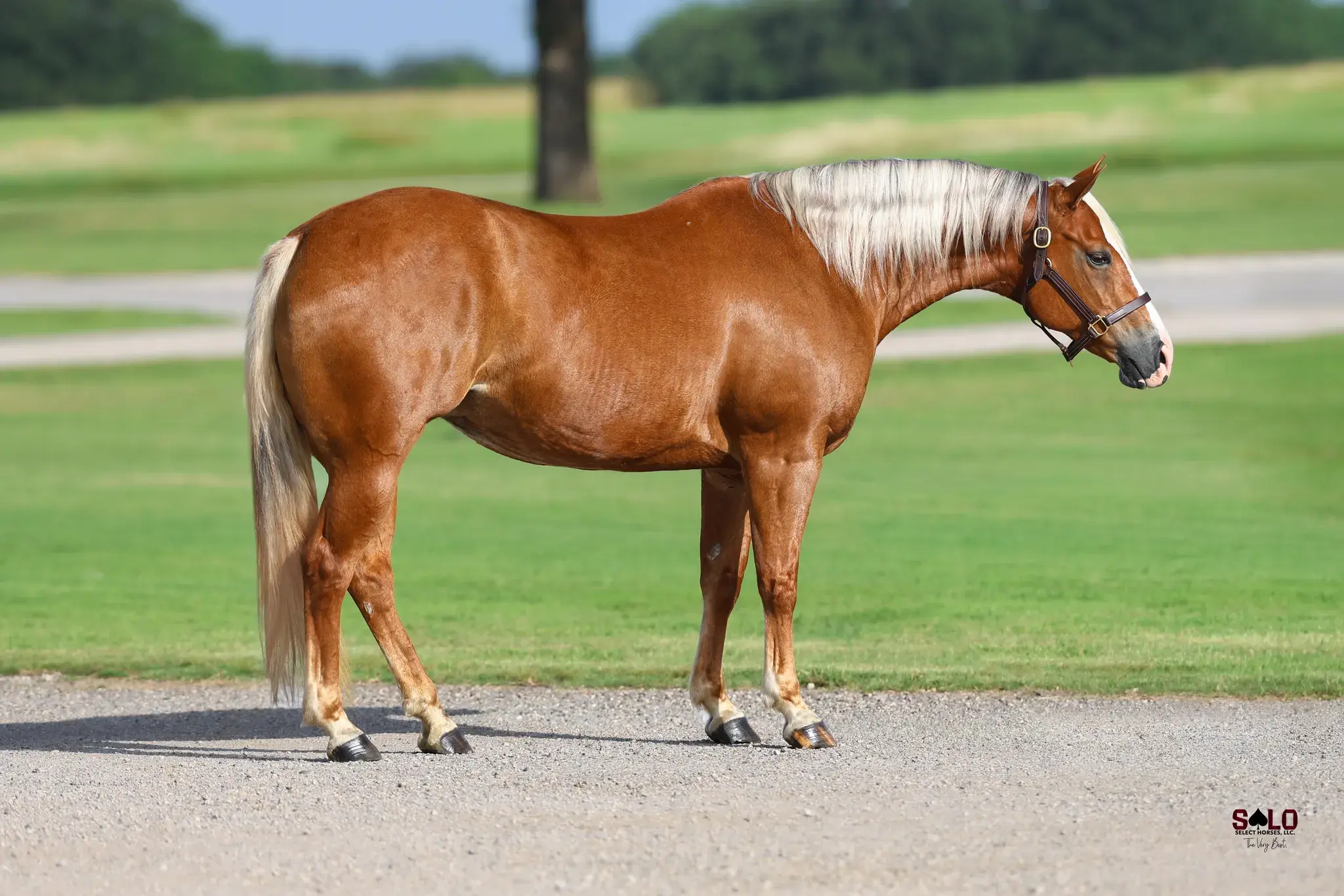 Shiners Tuff Chic, a 2016 sorrel donor mare in the Select Genes ICSI embryo program at Solo Select Horses