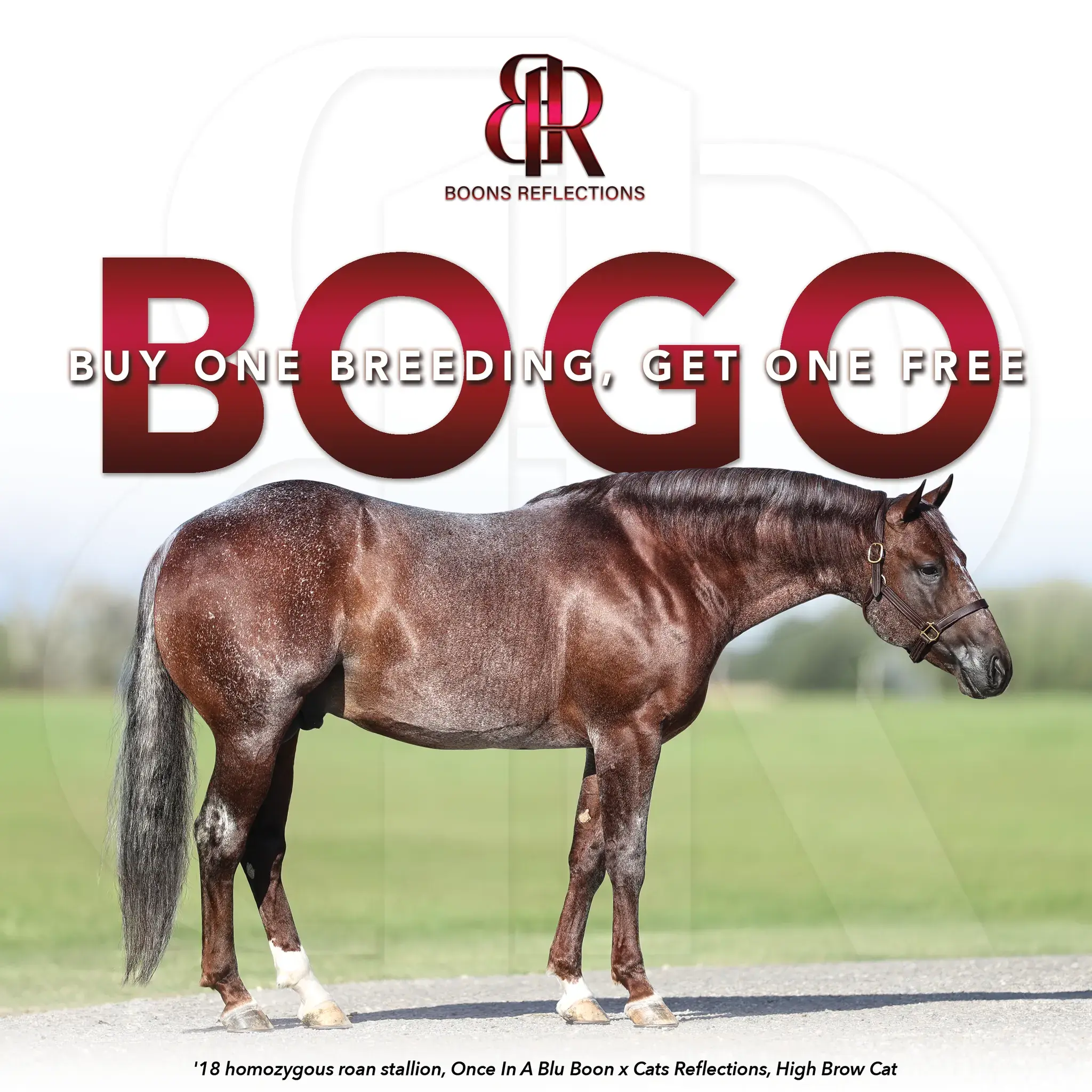 Boons Reflections BOGO Special