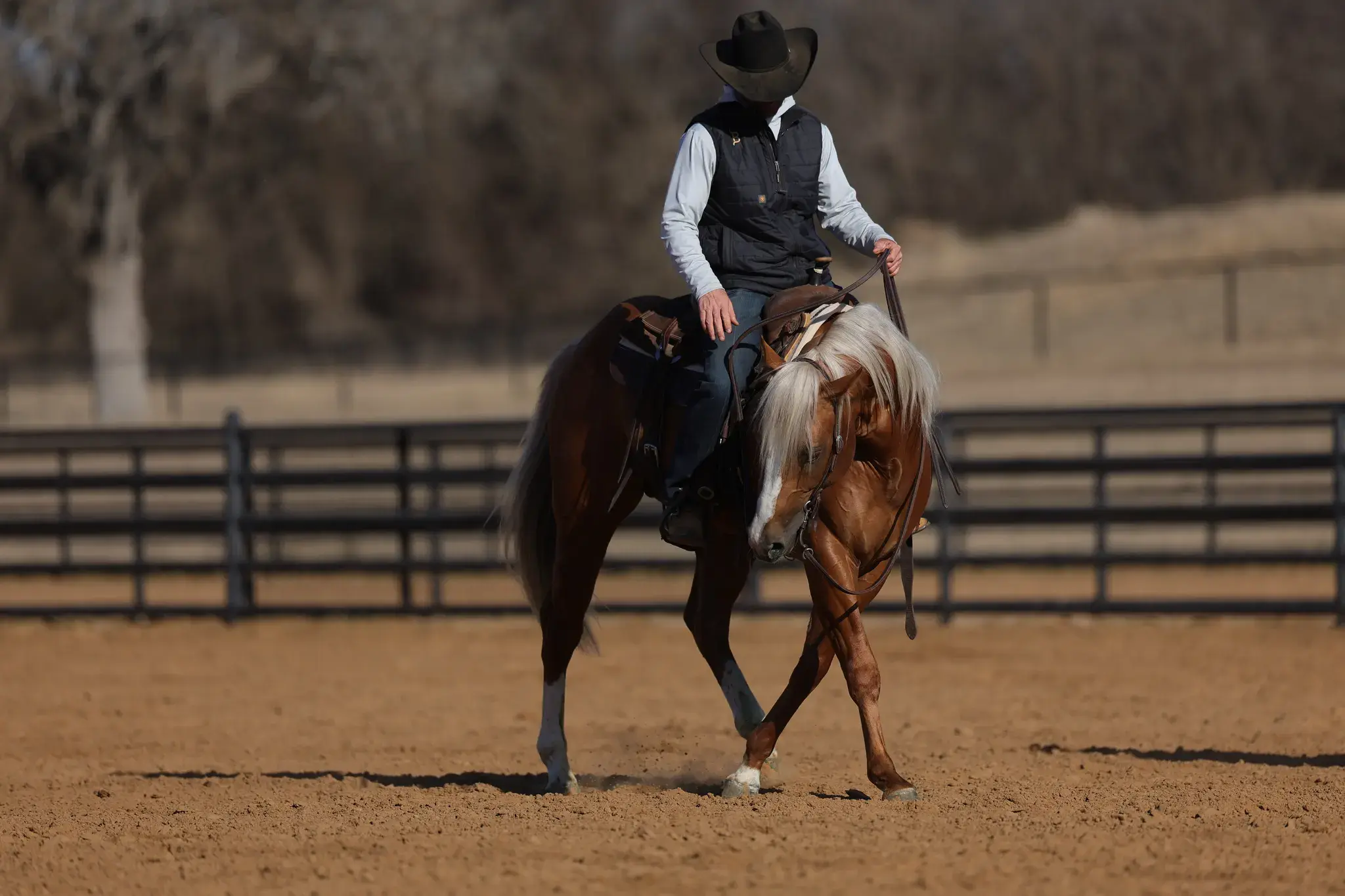 Bigg Smoke, a 2023 palomino breeding stallion, by Tres Seis standing at Solo Select Horses