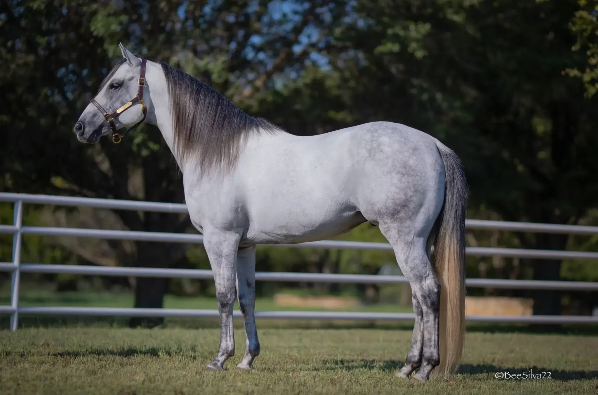 SEVS Judgement Day, a 2015 gray breeding stallion, by Judge Cash standing at Solo Select Horses