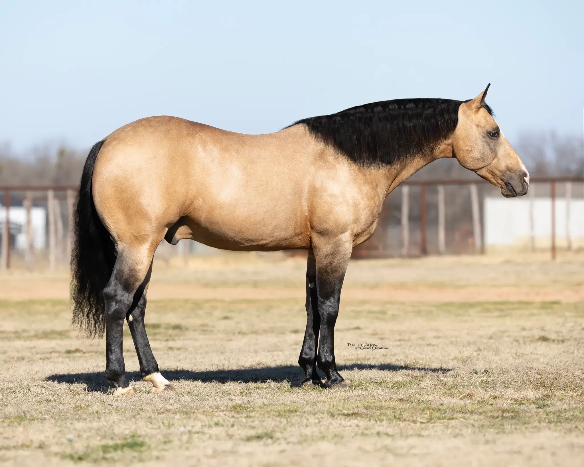 Roll Your Nickles, a 2018 buckskin breeding stallion, by Shiners Nickle standing at Solo Select Horses