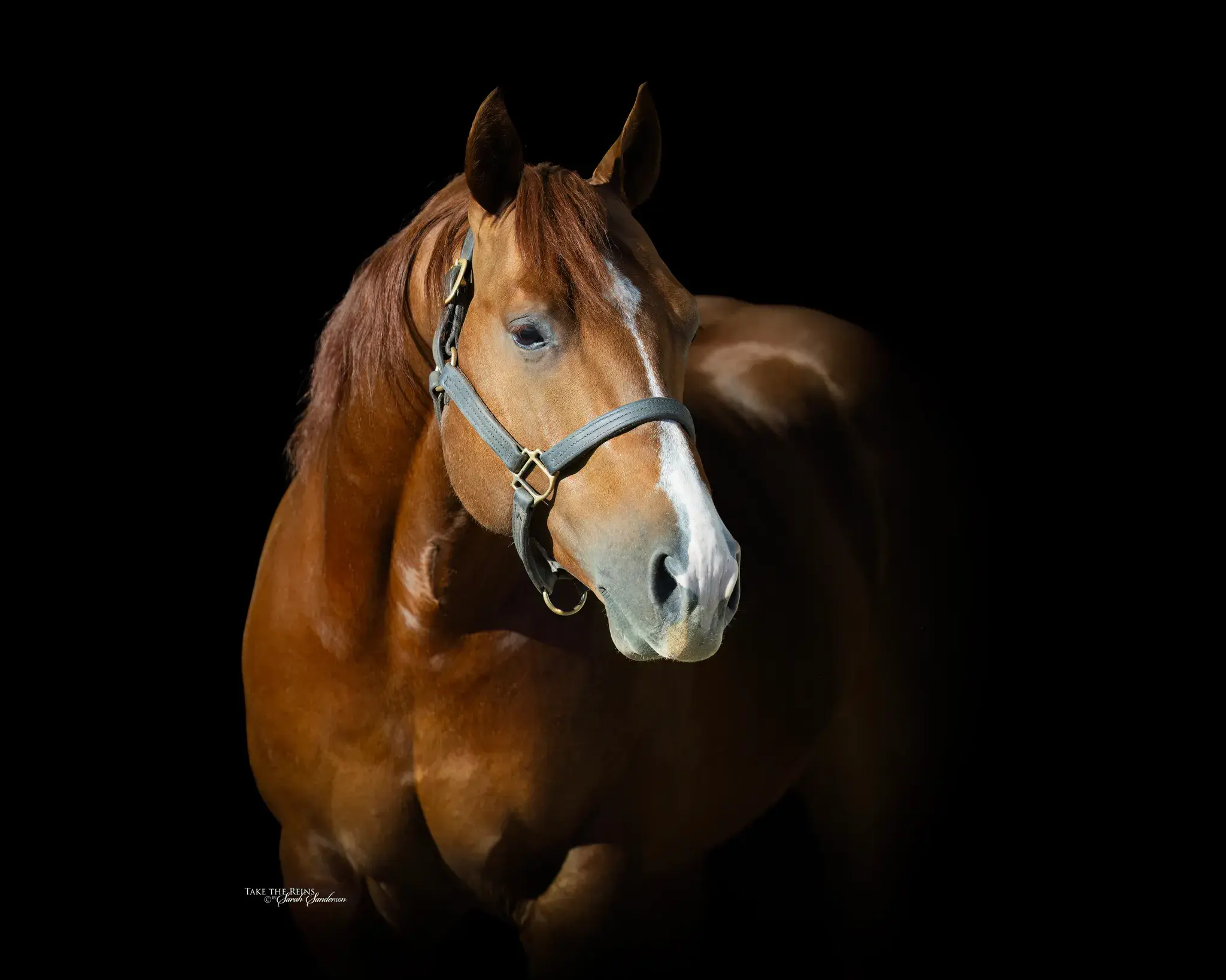 Stylin High Brow, a 2019 breeding stallion, by High Brow Cat standing at Solo Select Horses
