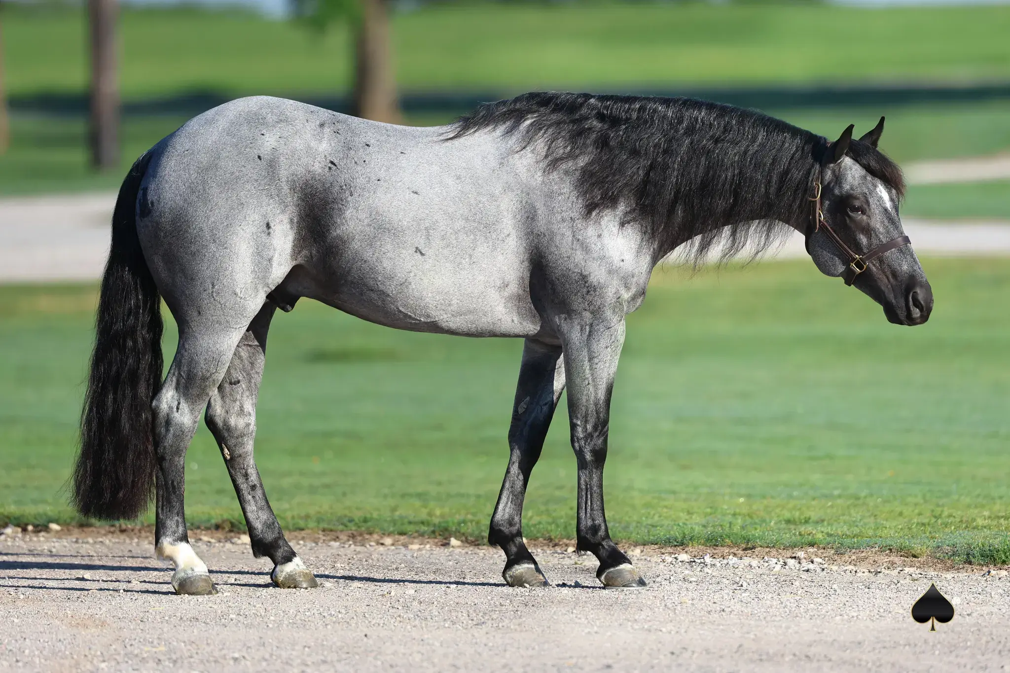 Bleu On Black, a 2017 blue roan breeding stallion, by Once in a Blu Boon standing at Solo Select Horses