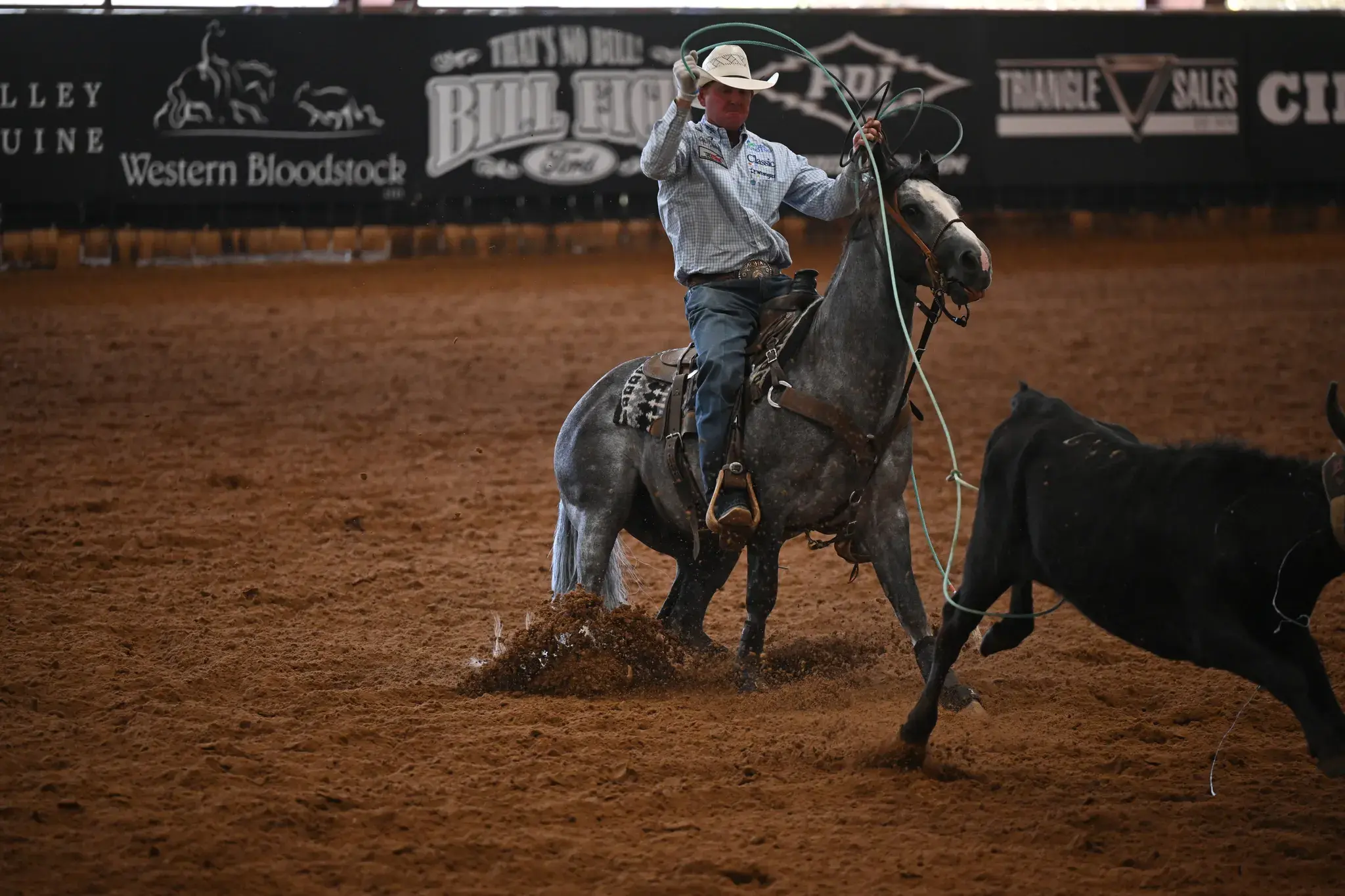Blinded By A Pistol, a 2022 grey breeding stallion, by Blind Sided standing at Solo Select Horses