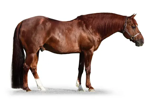 The Animal