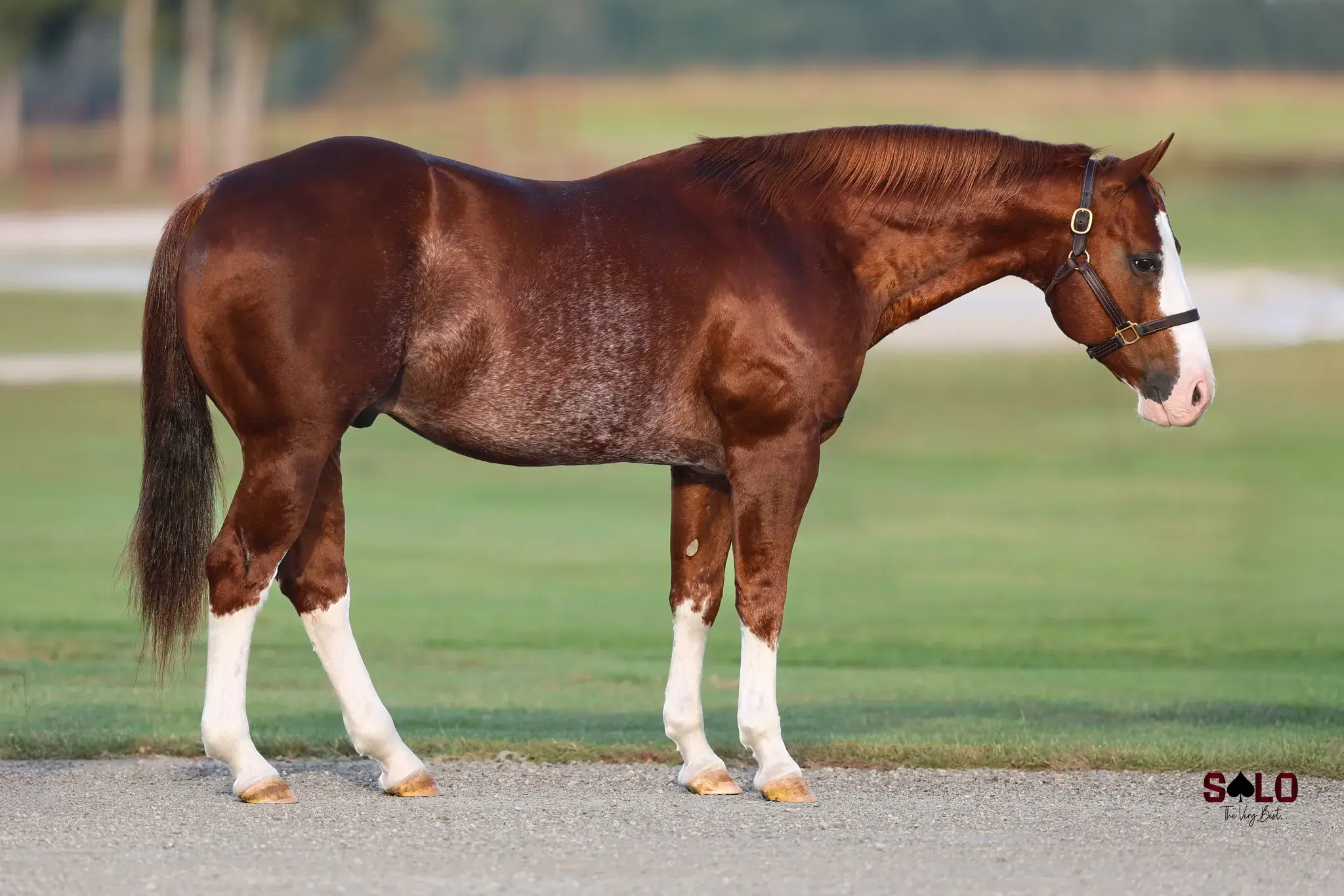 The Reyl McCoy, a 2012 sorrel overo breeding stallion, by Dual Rey standing at Solo Select Horses