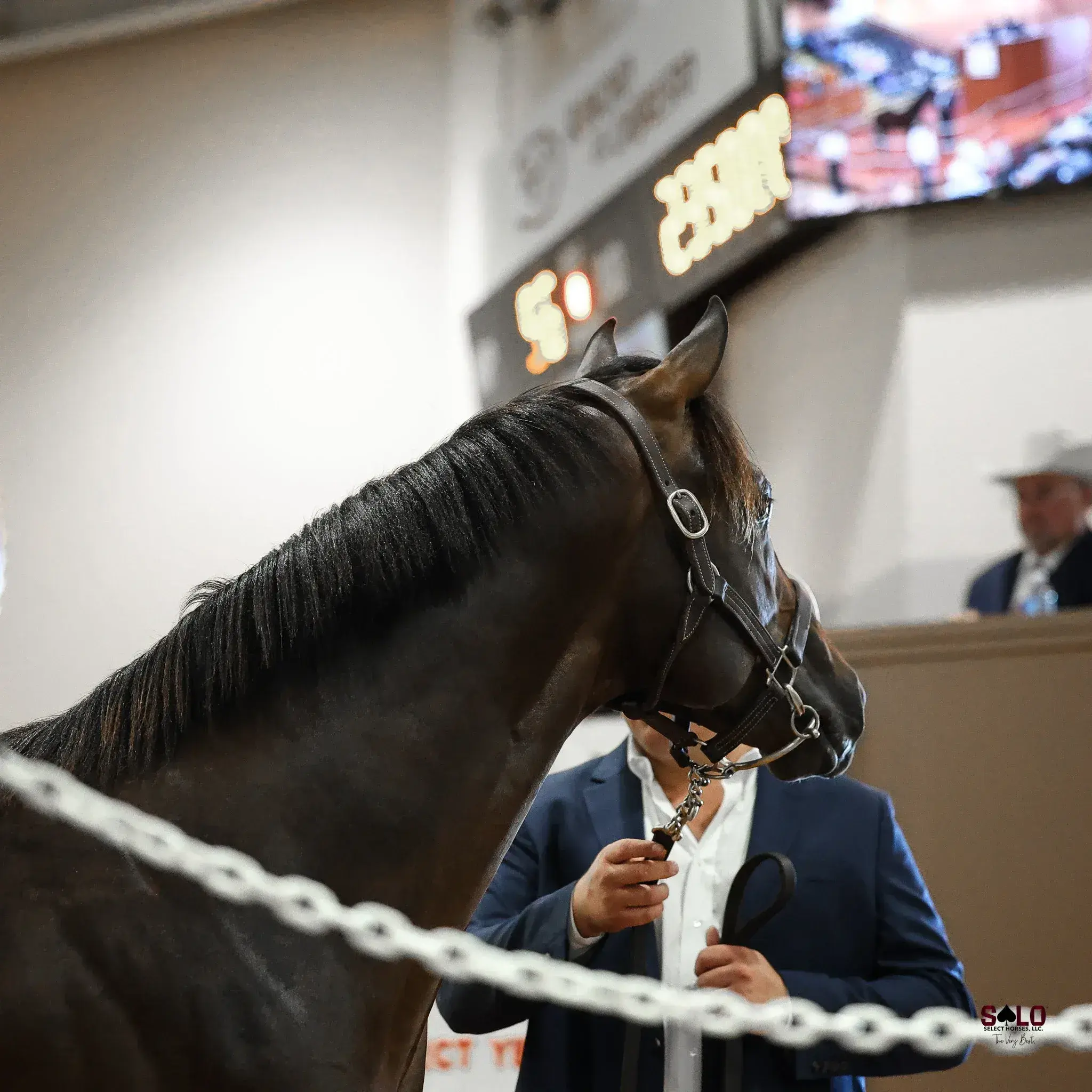 Solo Select Sells $1.292 Million on Opening Day of Ruidoso Select Yearling Sale