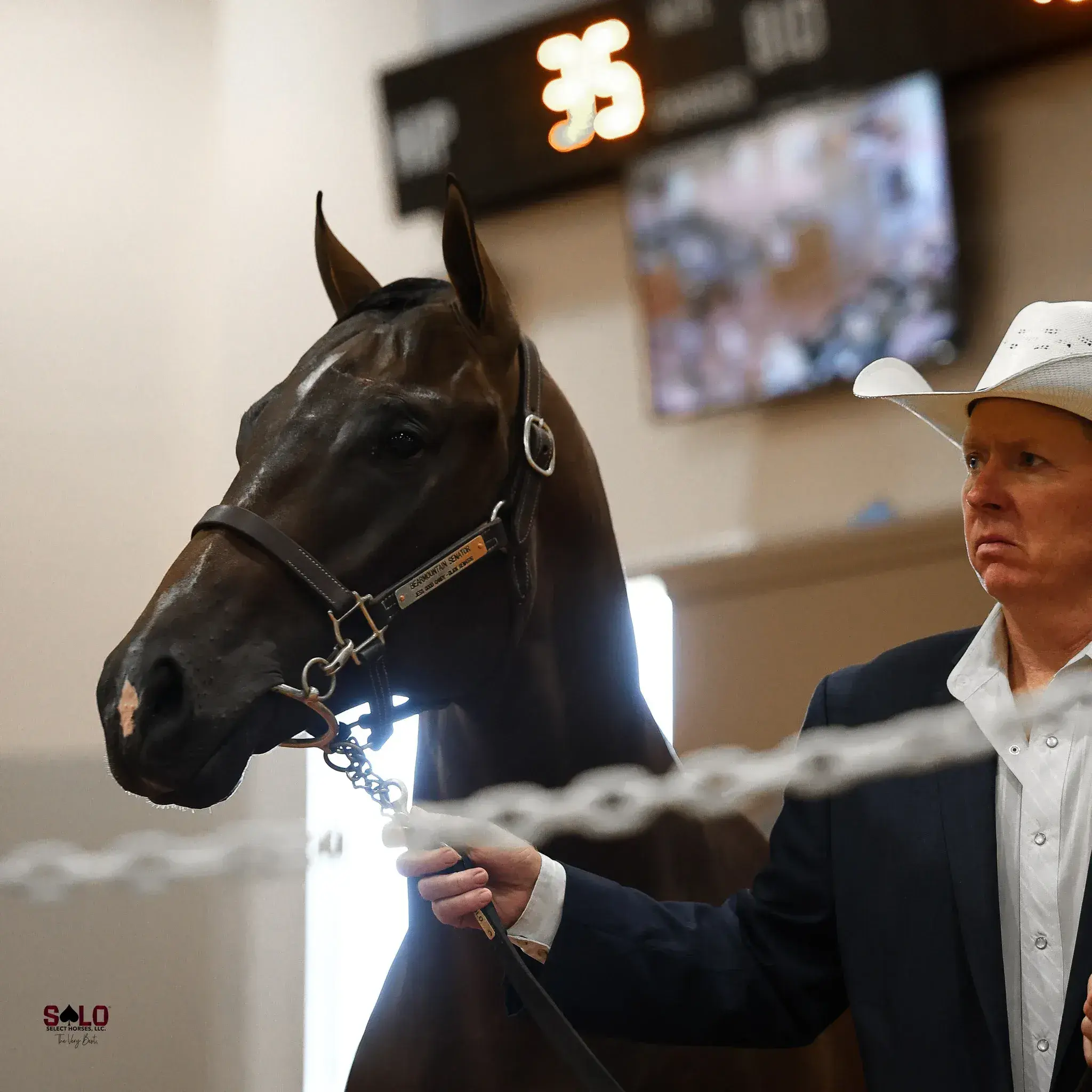 A man in a white cowboy hat and dark blazer holds a dark bay horse wearing a leather halter with a lead chain in an indoor sale ring, with a numbered sign and screen visible in the background.