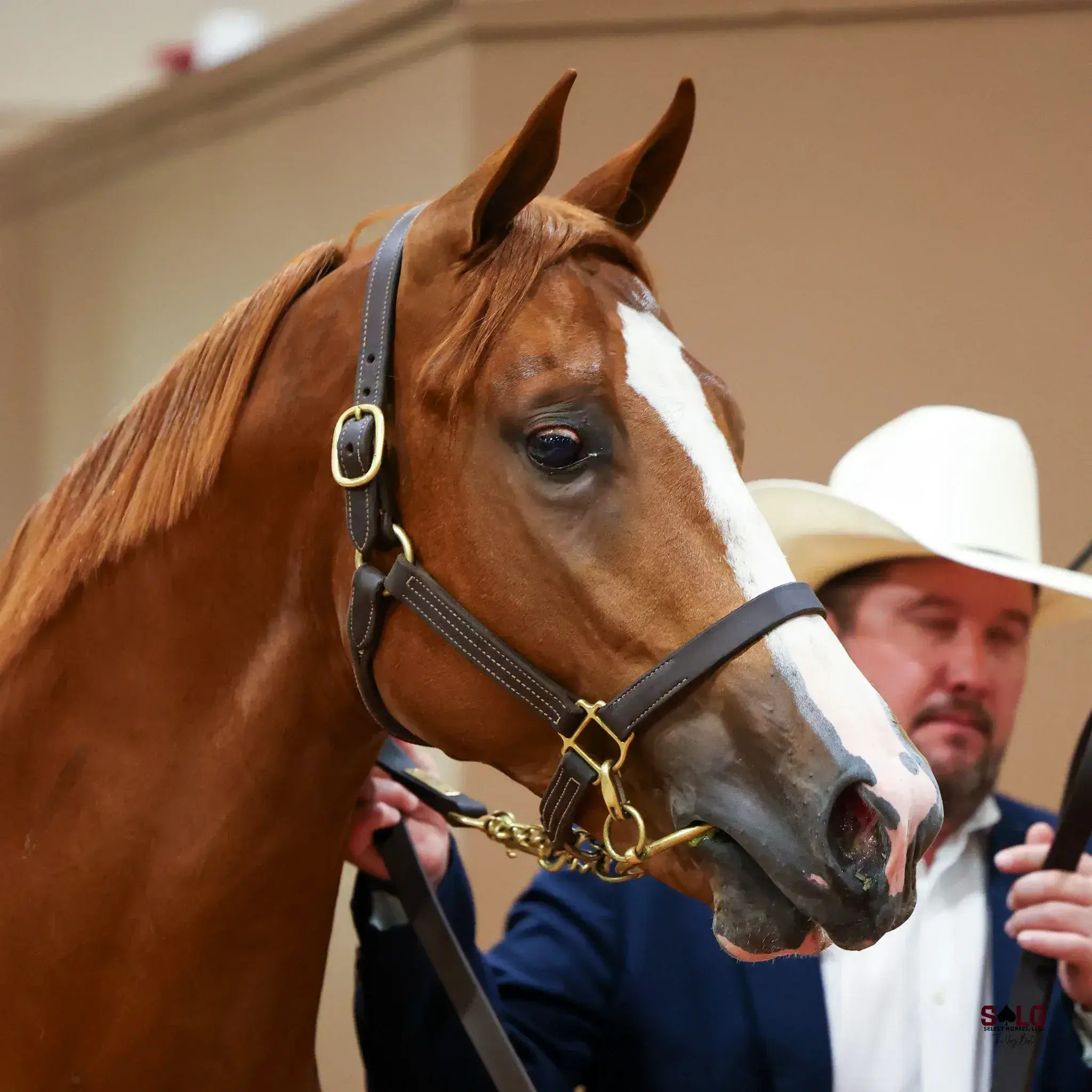A chestnut horse with a wide white blaze and a leather halter with brass hardware is held by a man in a white cowboy hat and dark suit indoors.