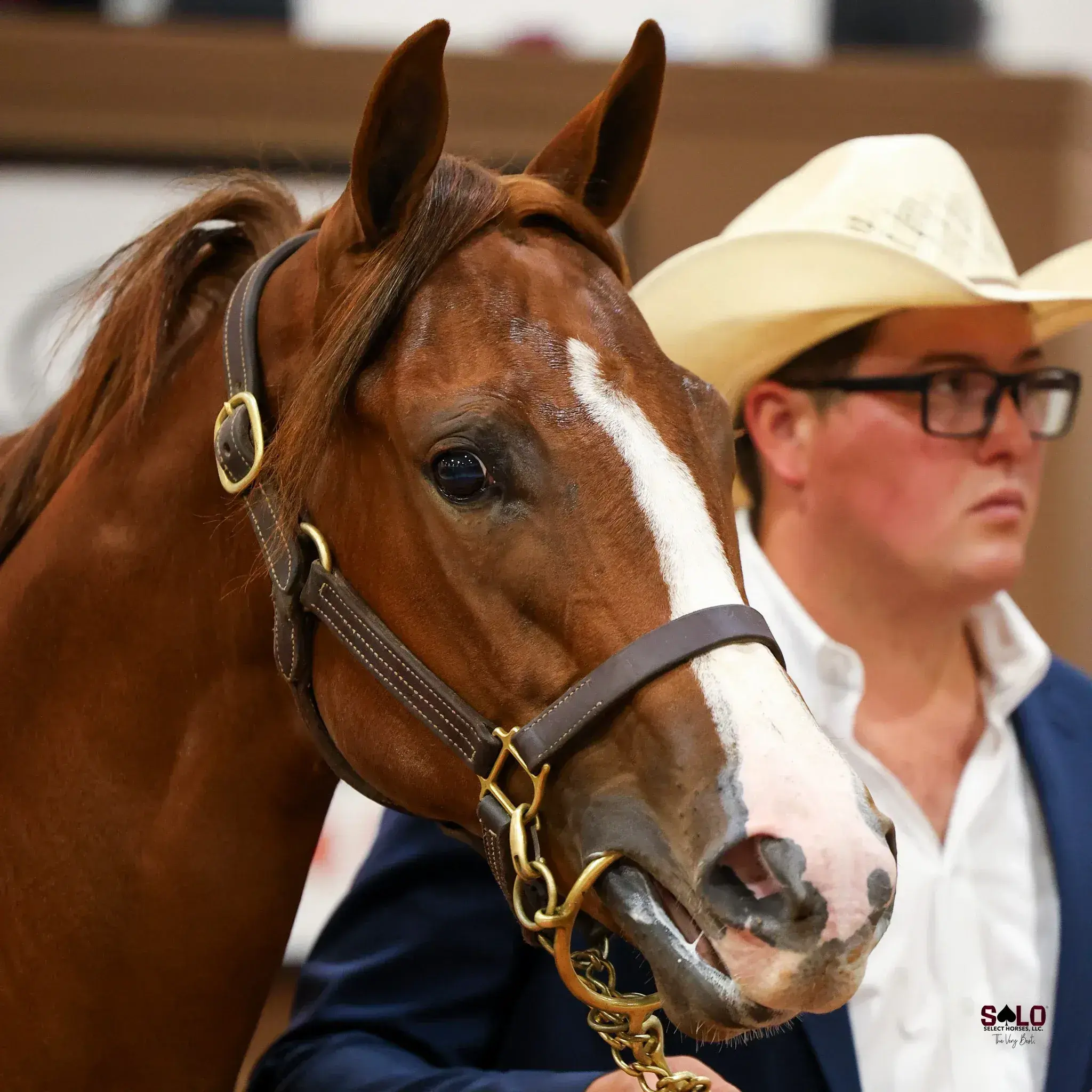 A chestnut horse with a wide blaze and pink muzzle wearing a leather halter with a chain lead stands beside a man in a straw cowboy hat, glasses, and a blue jacket over a white shirt.