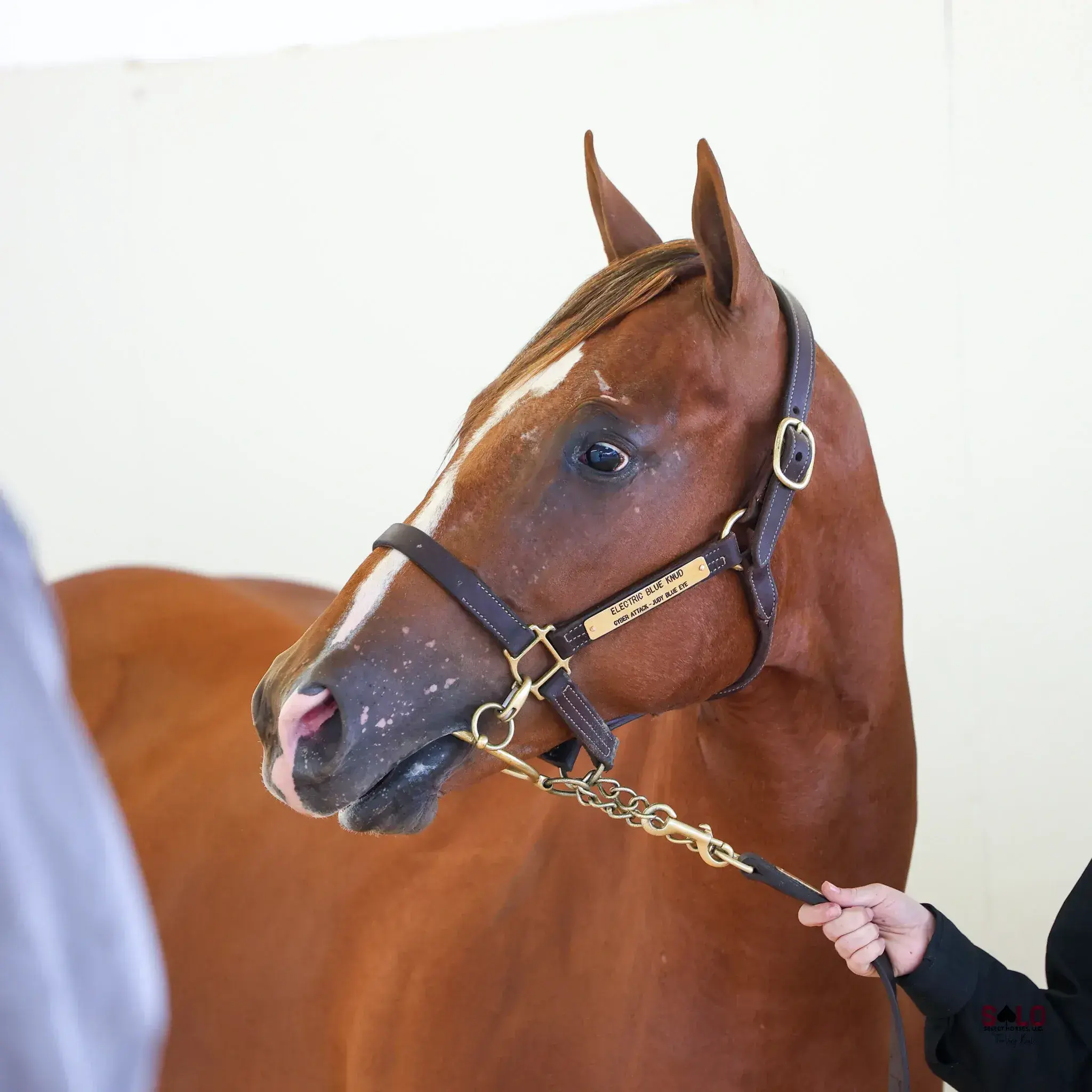 A chestnut horse with a wide blaze and pink-mottled muzzle wears a leather halter with an engraved nameplate while a person's hand holds the lead chain against a plain light-colored wall.