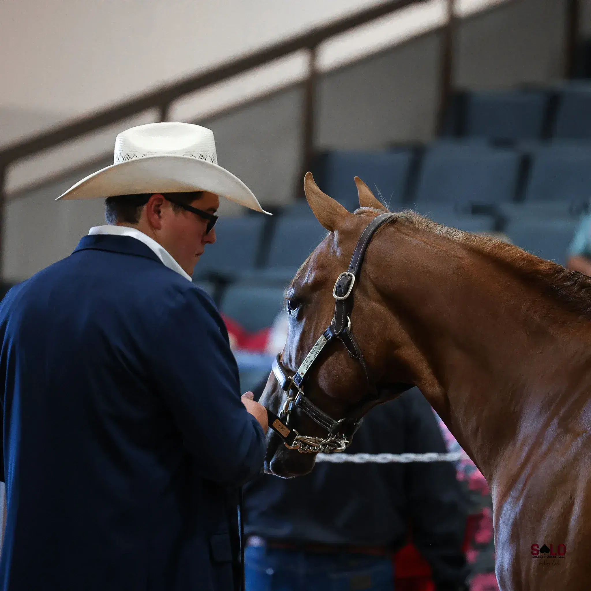 A person in a white cowboy hat, glasses, and navy jacket stands facing a chestnut horse wearing a leather show halter with a chain lead inside an arena with empty blue grandstand seating in the background.