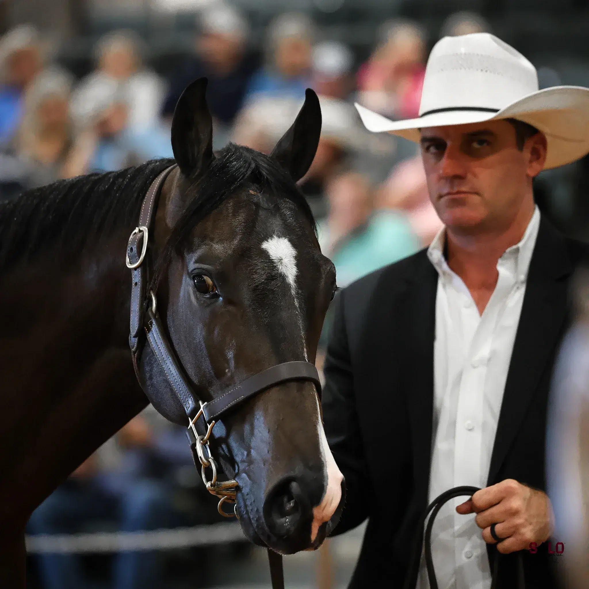 A dark bay or black horse with a small white star wearing a leather halter is held by a man in a white cowboy hat and dark jacket in an indoor arena with spectators seated in the blurred background.