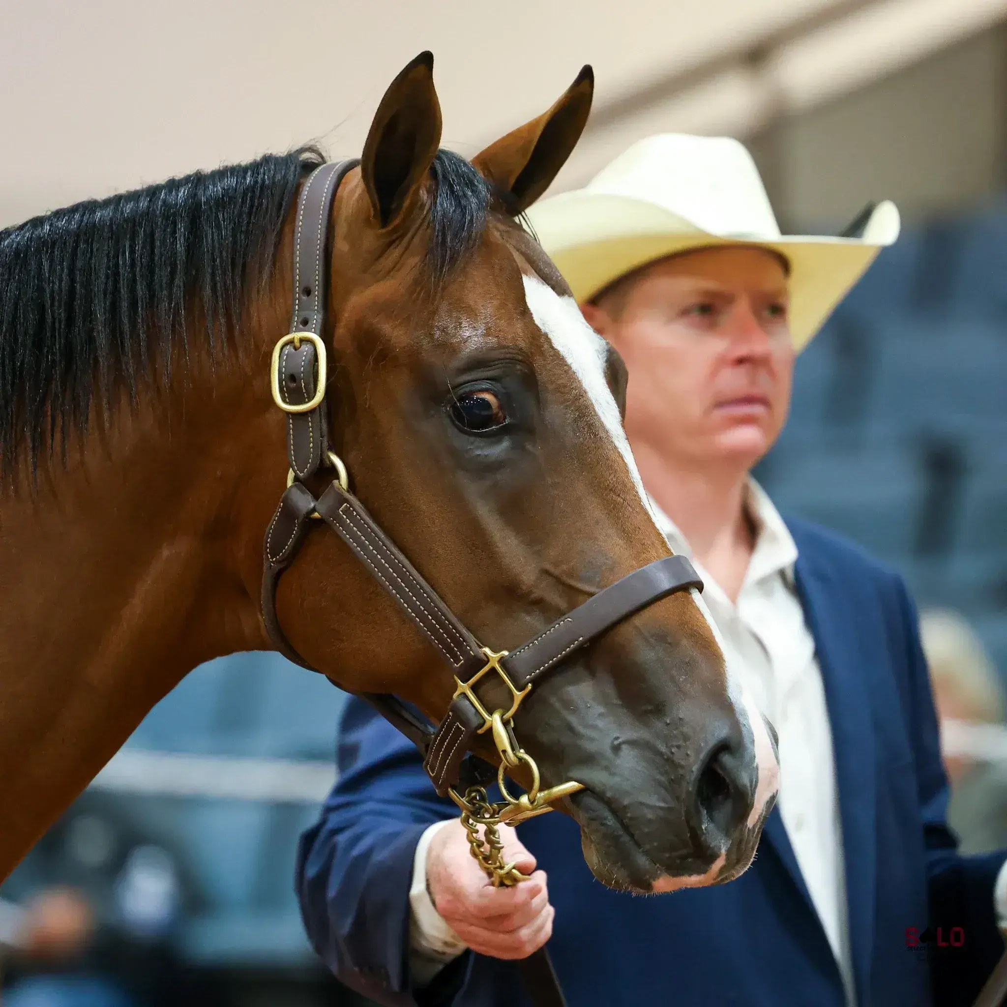 A bay horse with a white blaze wearing a leather halter is held by a man in a straw cowboy hat and navy blazer inside an indoor arena.
