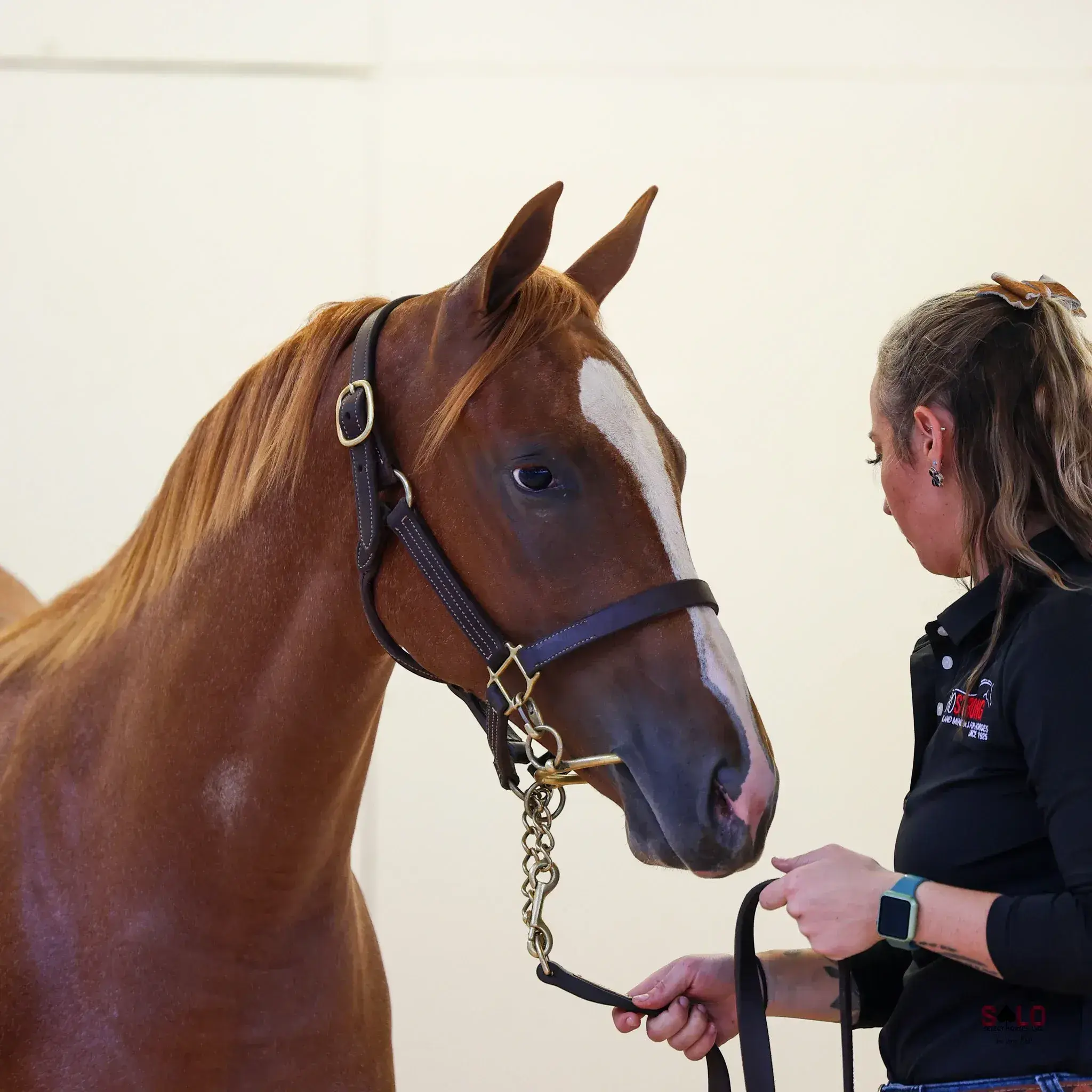 A chestnut horse with a wide blaze wears a leather halter with a chain lead while a woman in a black long-sleeve polo shirt holds the lead beside it against a plain light-colored wall.