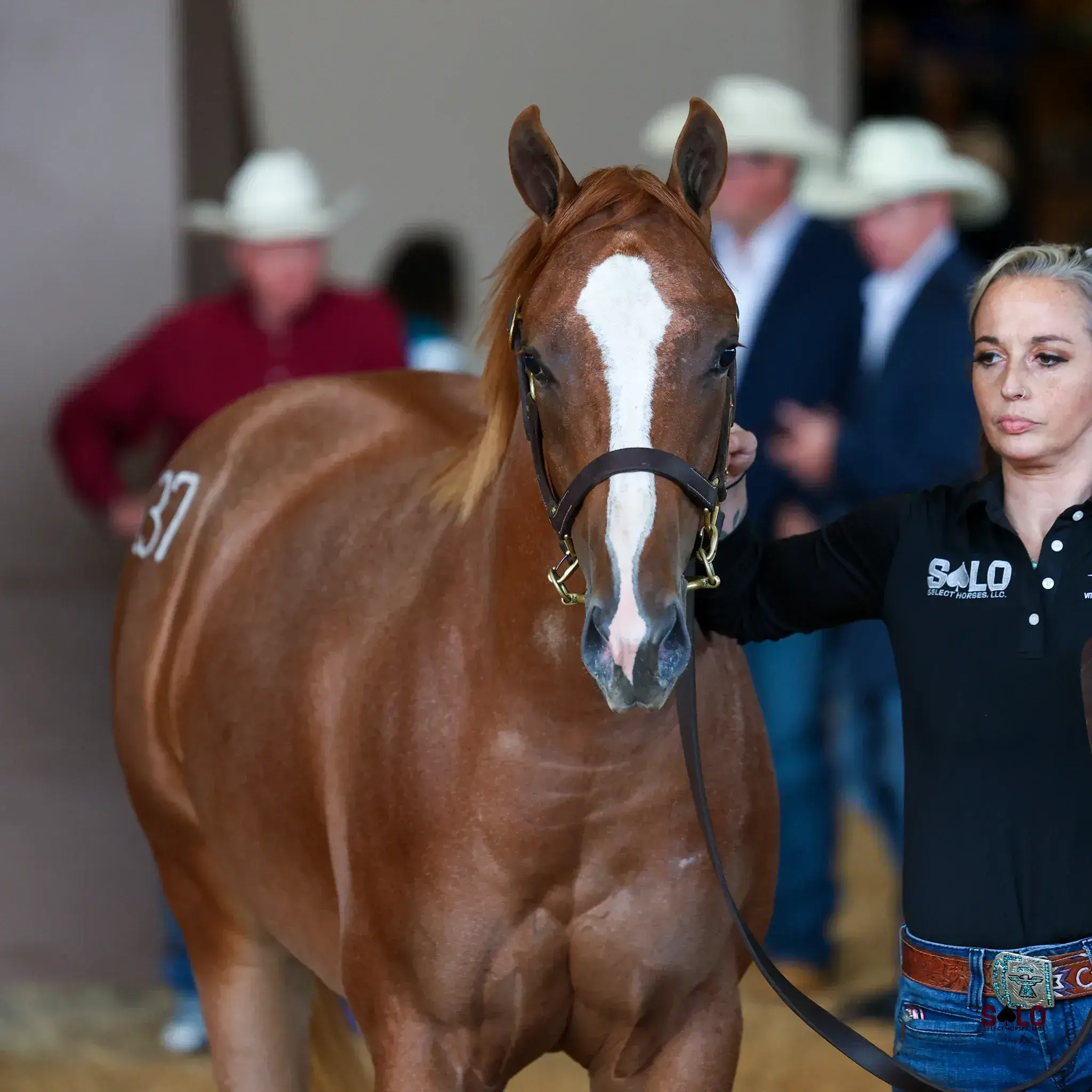 A chestnut horse with a wide blaze and hip number 37 is led on a halter by a woman in a black polo shirt, with several people in cowboy hats standing in the background.