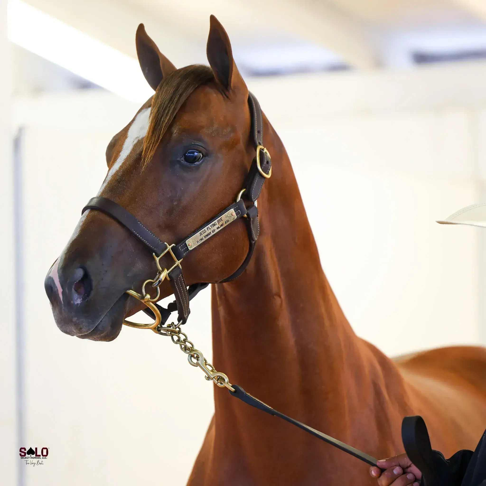 A chestnut horse with a white facial marking wears a leather halter with an engraved brass nameplate and lead chain, held by a person's hand at lower right against a bright indoor background.