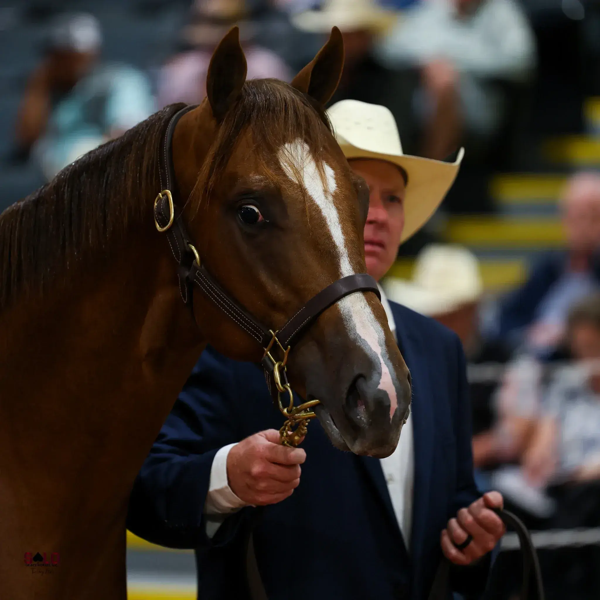 A chestnut horse with a wide blaze wearing a leather halter is held by a man in a dark suit and light-colored cowboy hat inside an arena with spectators in the background.
