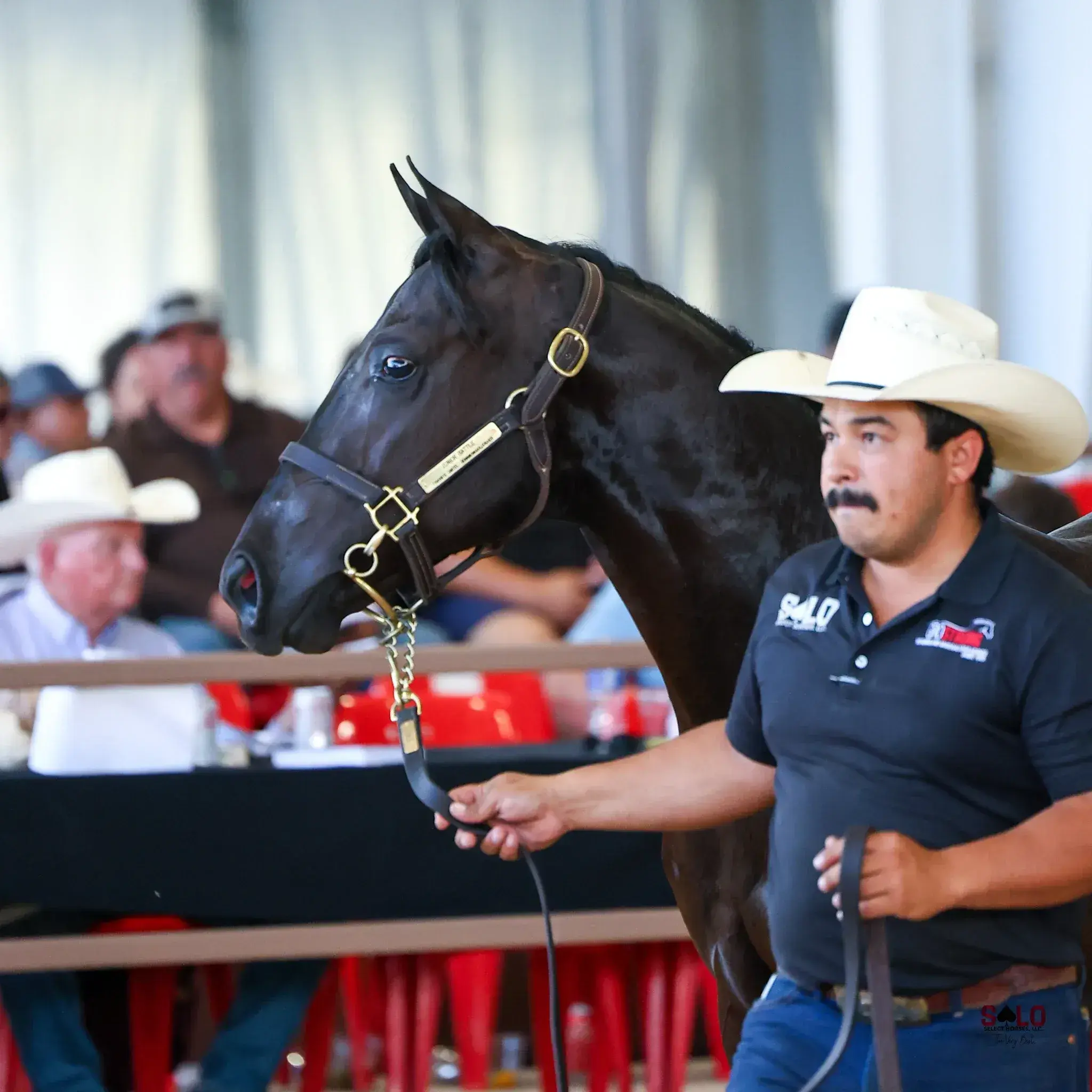 A man in a cream cowboy hat and dark polo shirt leads a black horse wearing a leather halter with a nameplate in front of a seated crowd behind red railing.