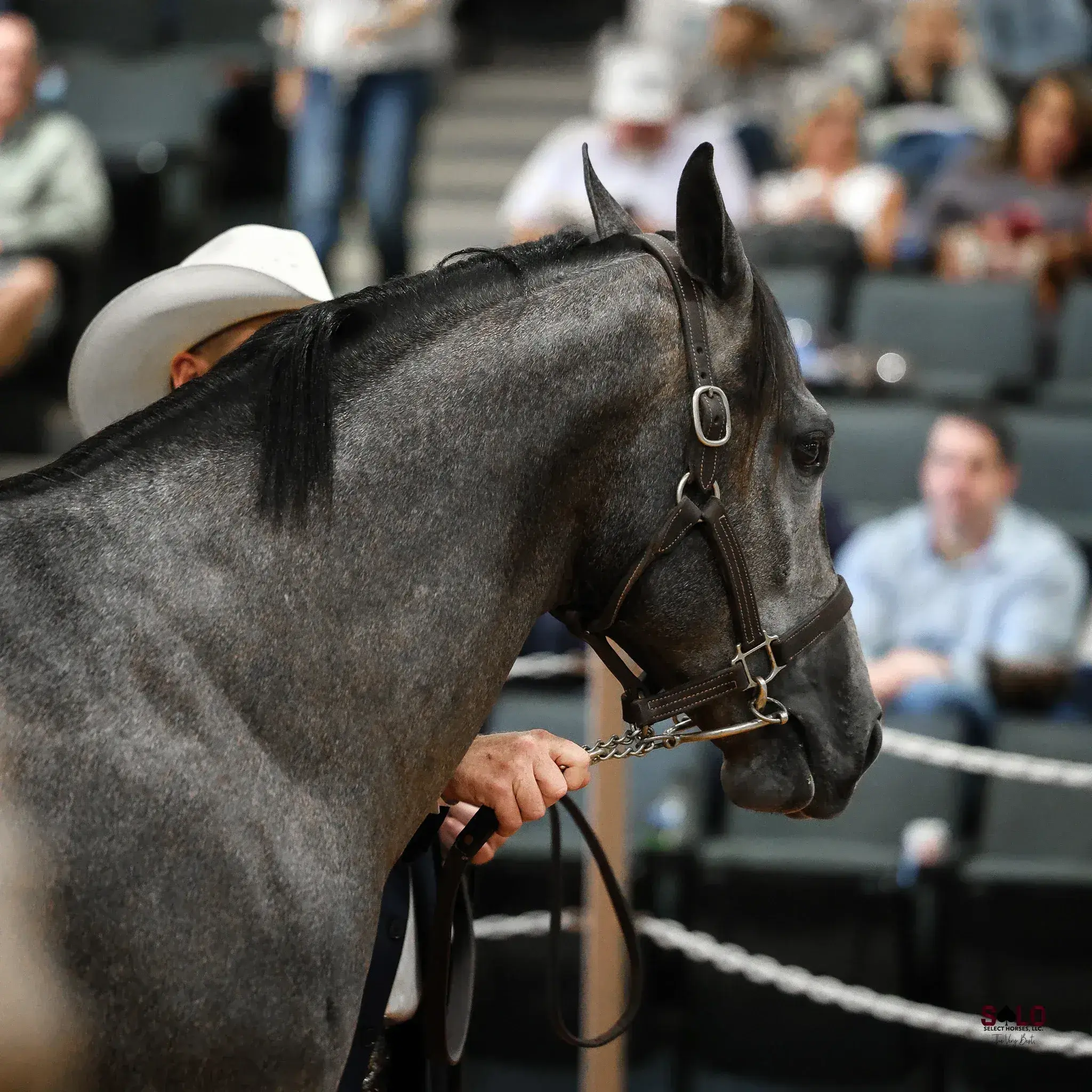 A gray horse in a leather halter with a lead chain is held by a person in a white cowboy hat near an arena rail, with spectators seated in the background.
