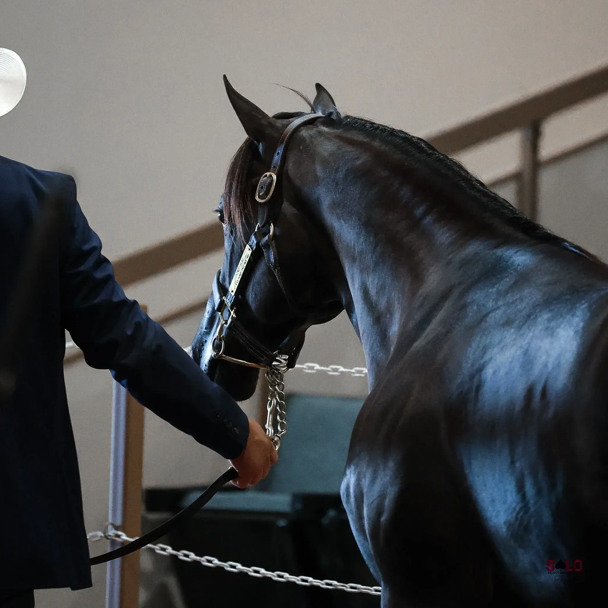A person in a dark navy suit holds the lead of a black horse wearing a leather show halter with a chain lead shank, standing near a metal rail indoors.