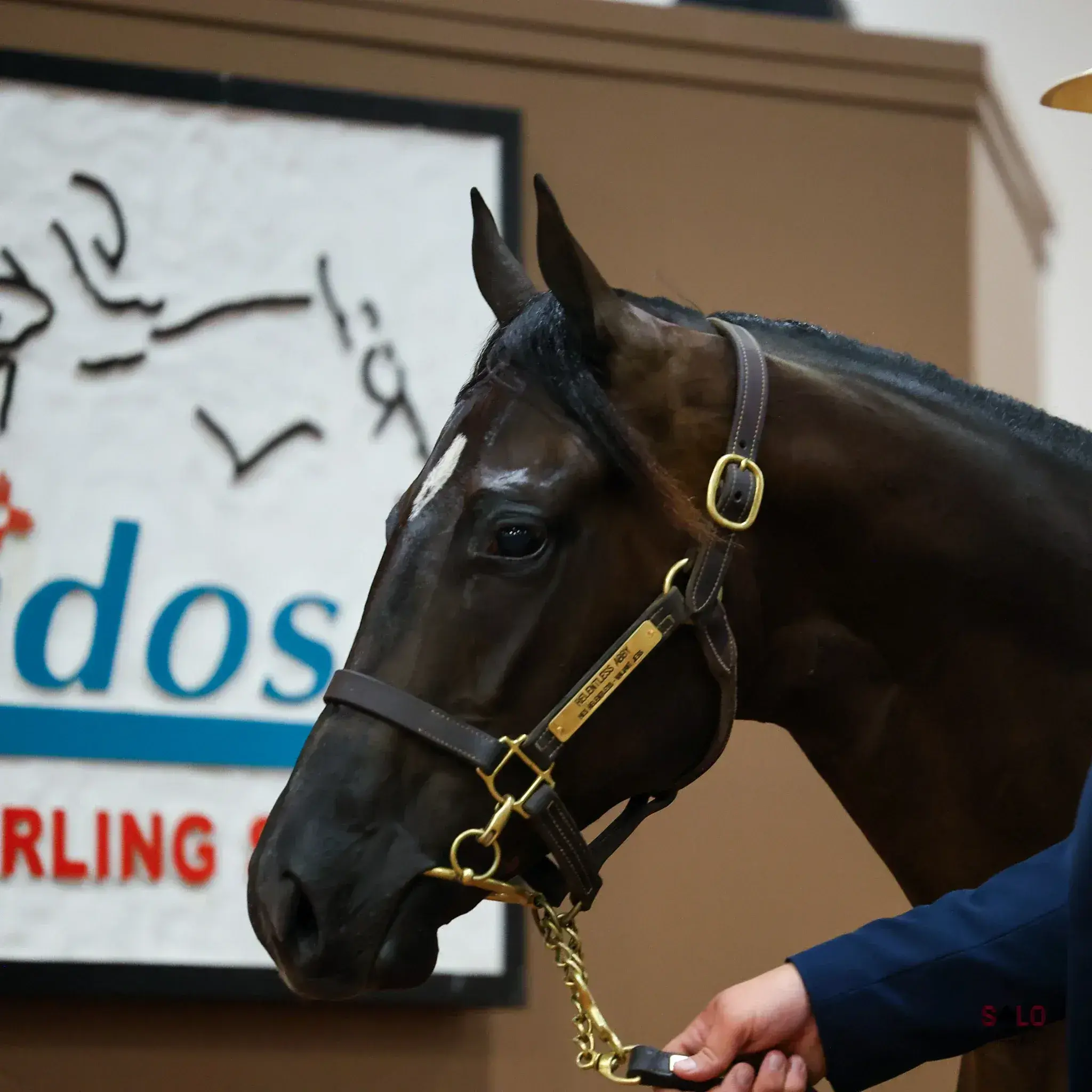 A dark bay or black horse with a small white marking on its forehead wears a leather halter with an engraved brass nameplate and lead chain, held by a person's hand while standing in front of a framed sign indoors.