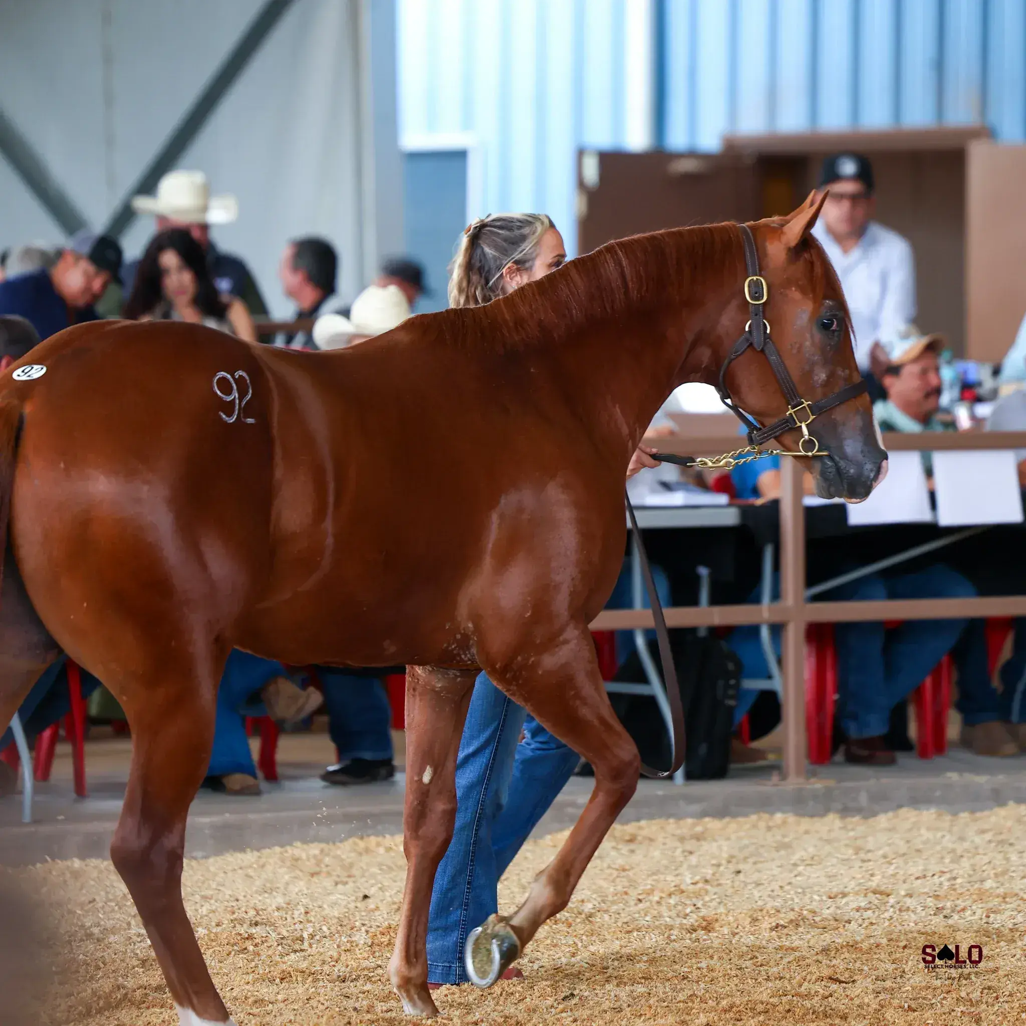 A chestnut horse with hip number 92 and a leather show halter is led by a woman in a white shirt and jeans in front of a row of seated judges and spectators in a covered arena.