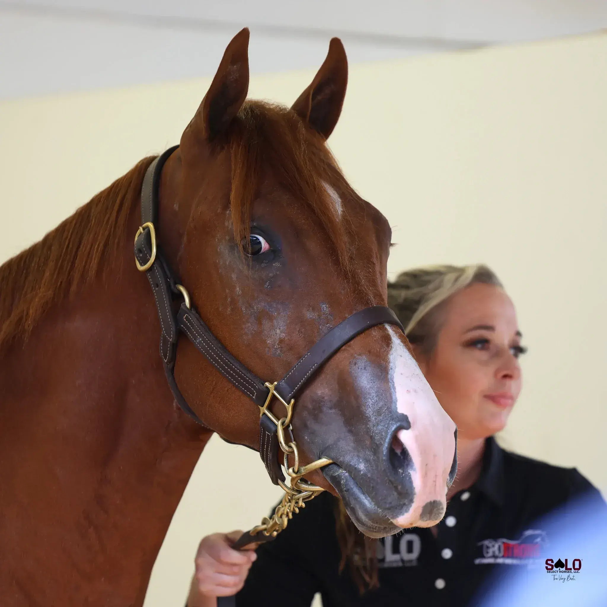 A chestnut horse with a pink muzzle wears a leather halter with a chain lead while a blond woman in a dark polo shirt stands behind it indoors.