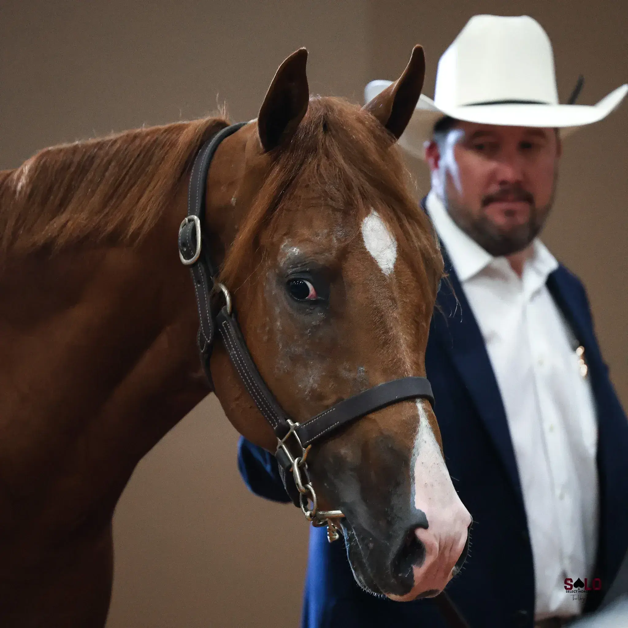 A chestnut horse with a small white star and a leather halter stands in the foreground while a man in a white cowboy hat and dark jacket stands behind it.