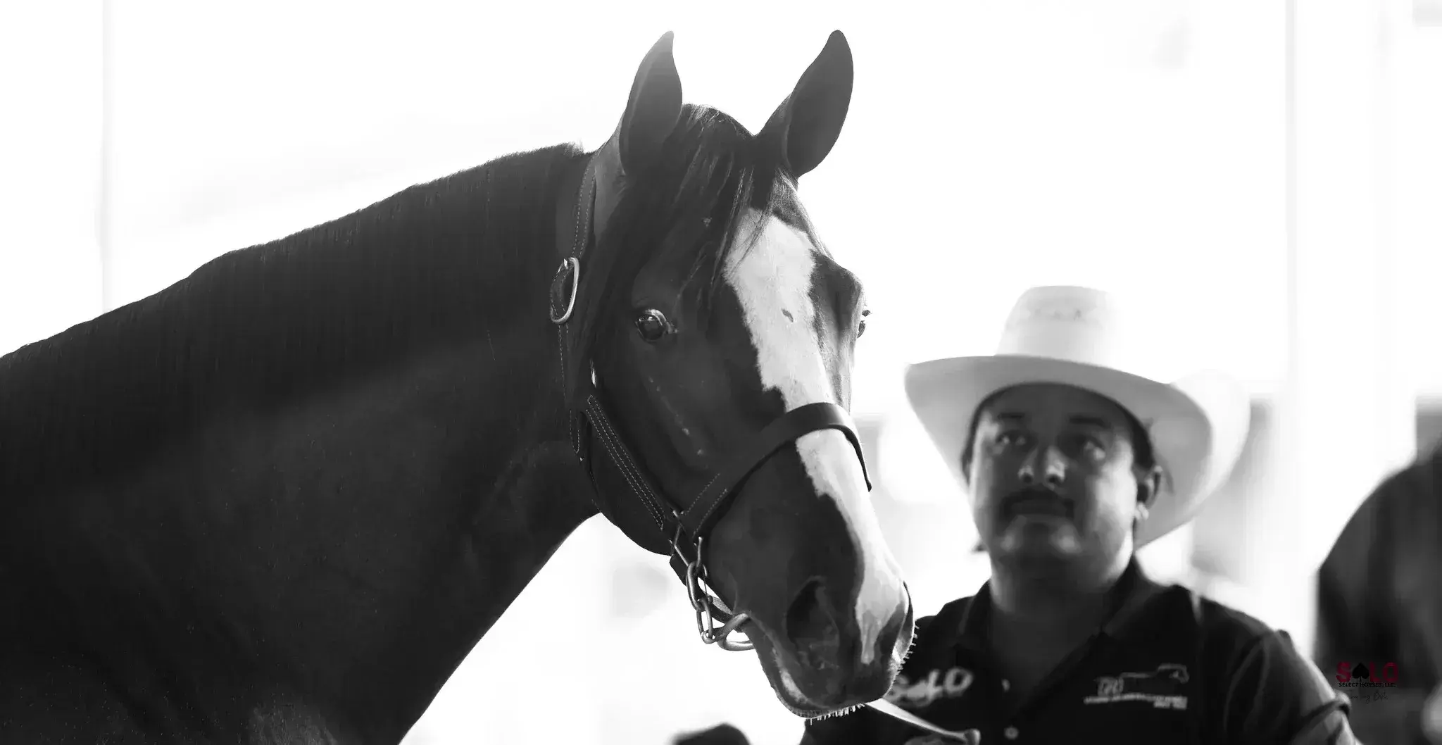 Black and white photo of a dark horse with a wide blaze wearing a leather halter, standing beside a man in a light cowboy hat and dark collared shirt.