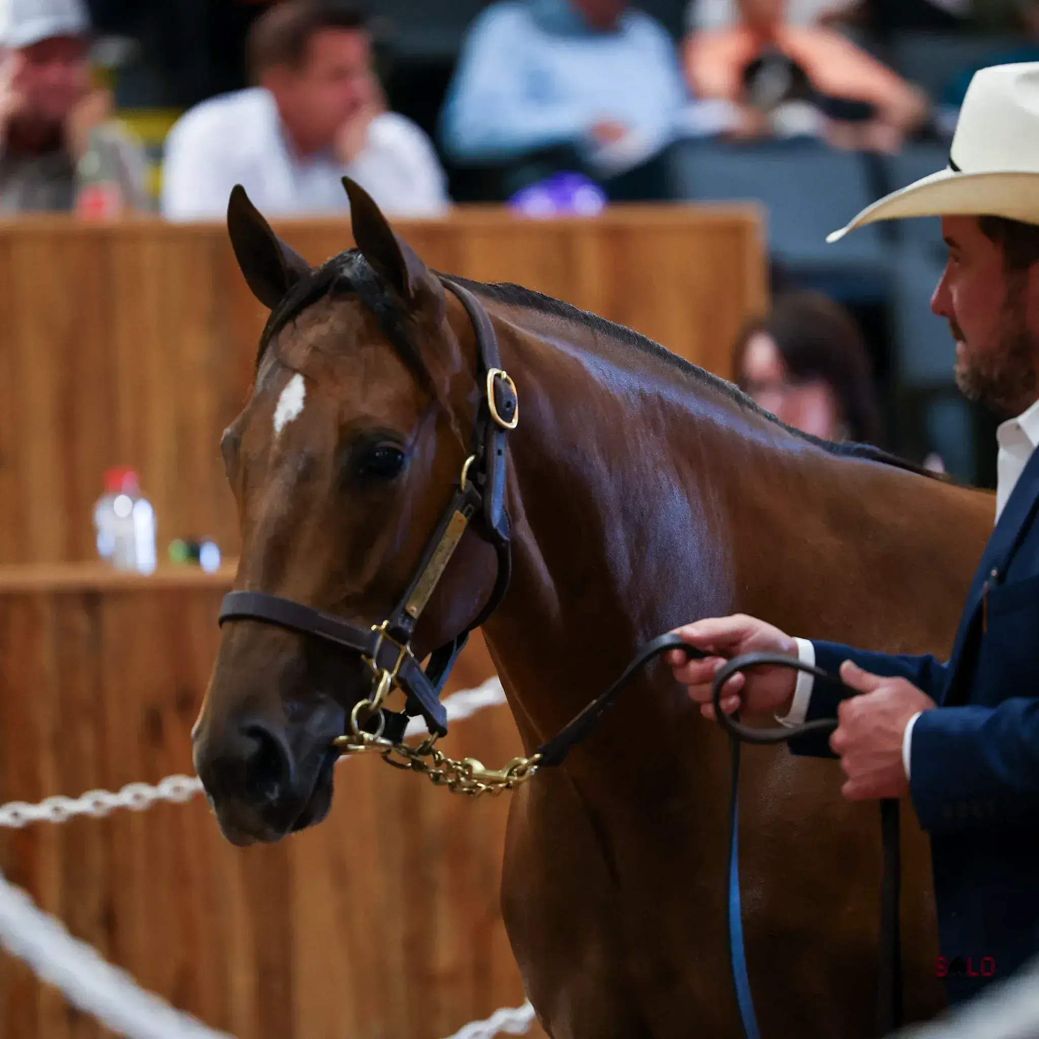 A bay horse with a small white star and a leather halter with a lead chain is held by a man in a white cowboy hat and dark suit jacket in front of a wooden panel with seated spectators in the background.