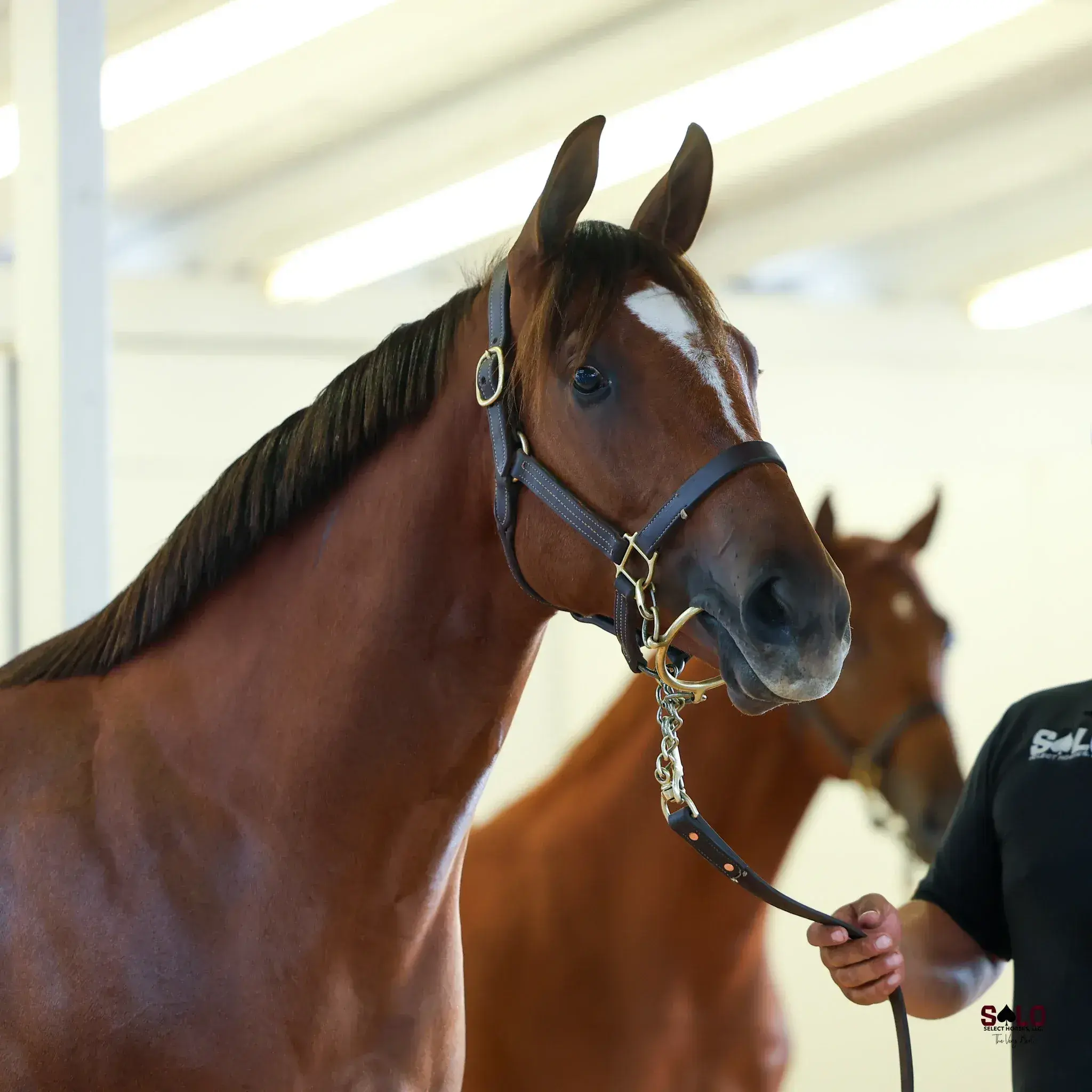 A chestnut horse with a blaze wearing a leather halter with chain lead is held by a person in a black shirt indoors, with a second chestnut horse in the background.