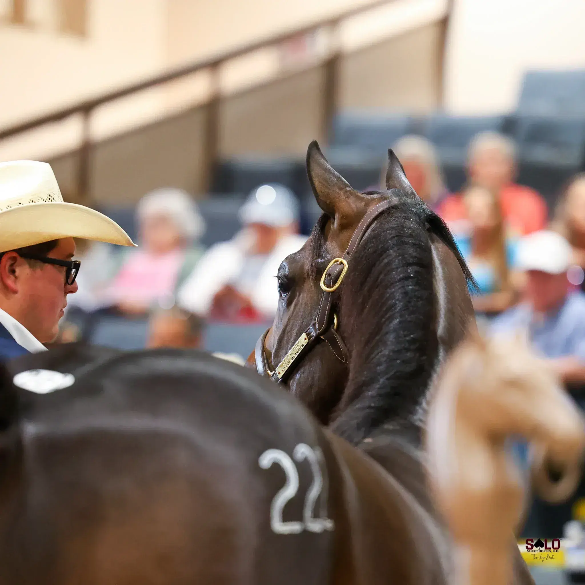 A dark bay horse in a leather halter with a name plate stands beside a man in a straw cowboy hat and glasses, with a hip number 22 marked on the horse in front and spectators seated in the background.
