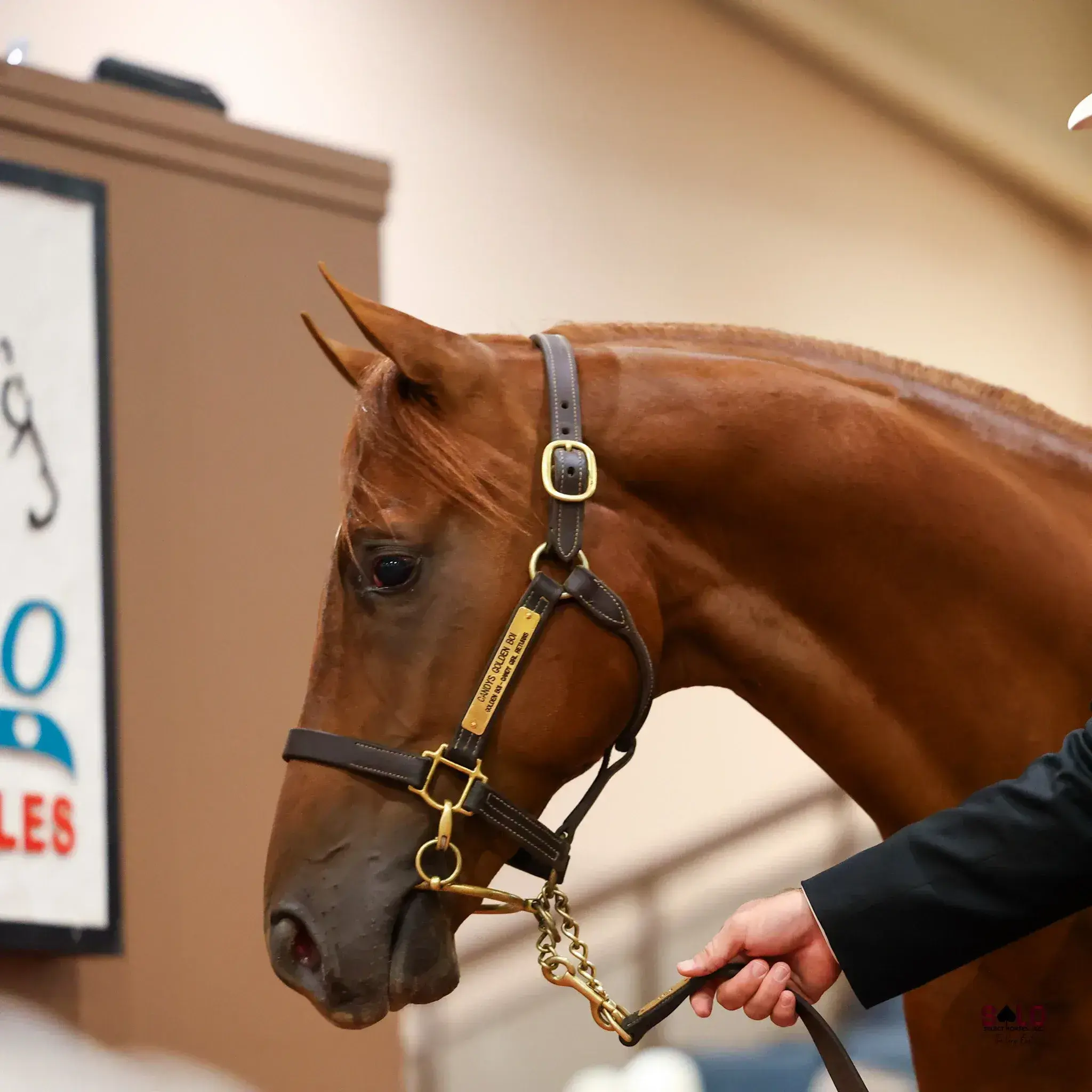 A chestnut horse wearing a leather halter with an engraved nameplate and lead chain is held by a person in a dark suit indoors near a sale sign.