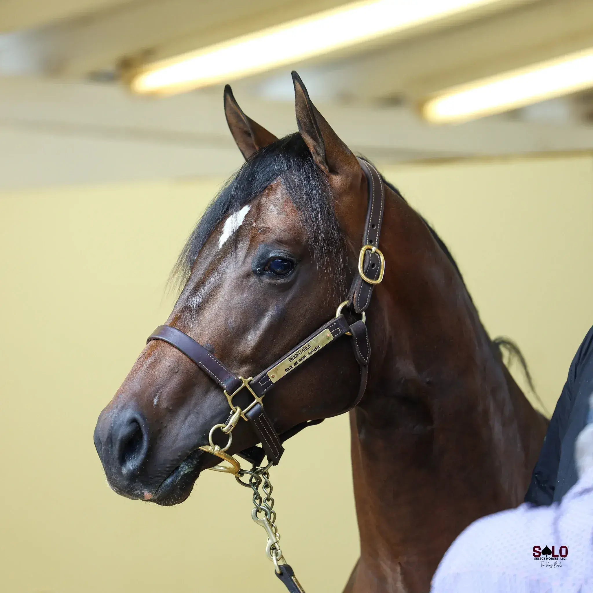 A bay horse with a small white star wearing a leather halter with a brass nameplate and lead chain stands indoors against a pale yellow wall, with a person partially visible at the right edge.
